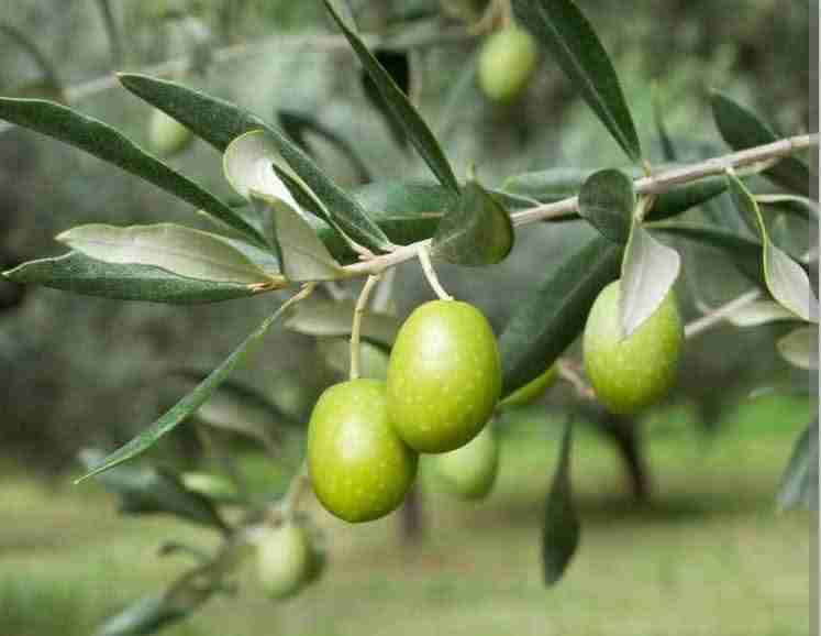 Olivo sevillano - miniatura 4