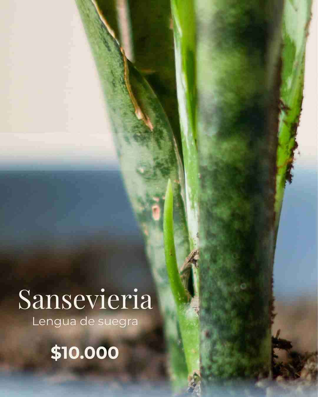 Planta Sansevieria saludable - miniatura 1