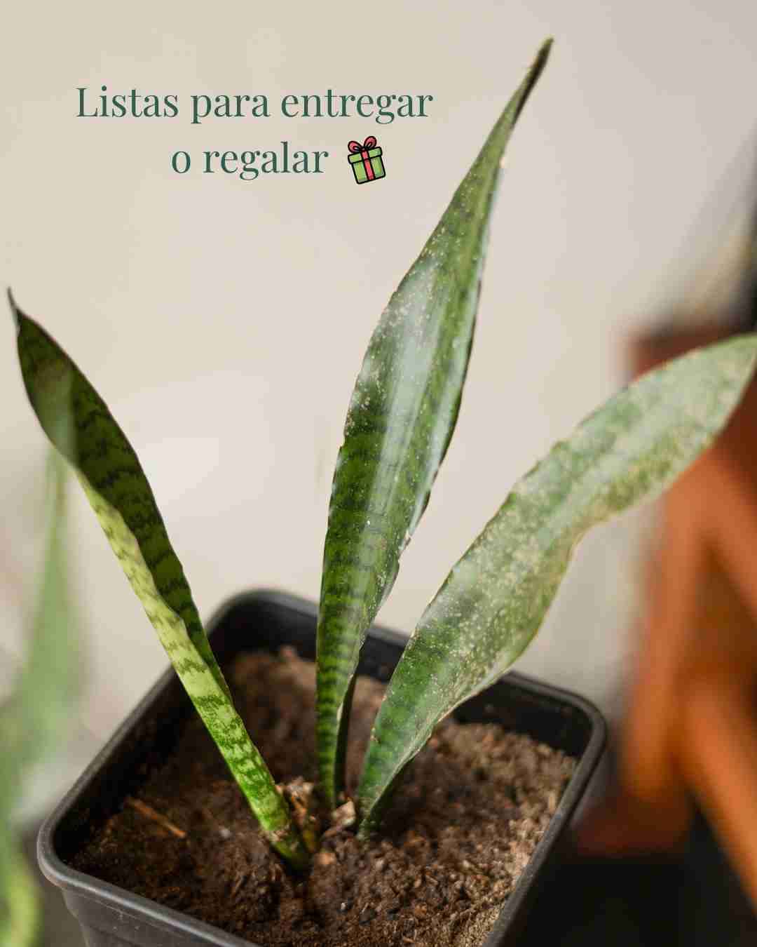 Planta Sansevieria saludable - miniatura 2