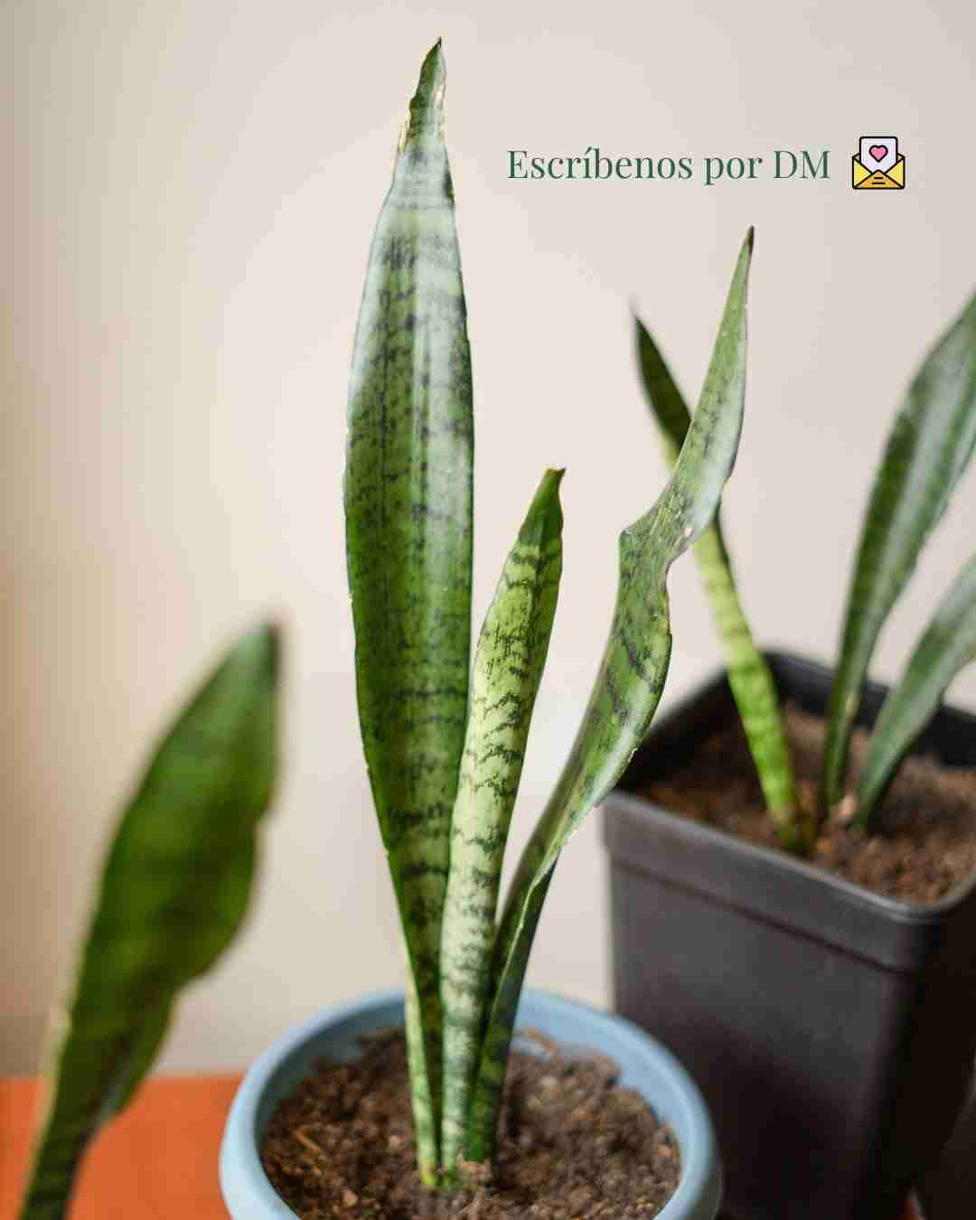 Planta Sansevieria saludable - miniatura 3