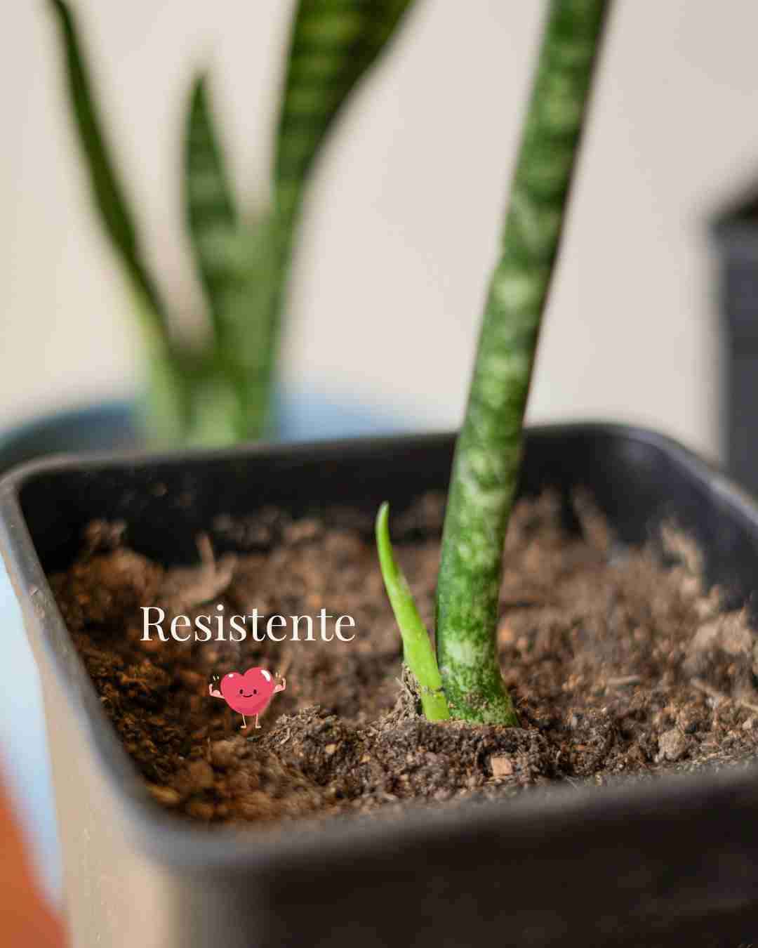 Planta Sansevieria saludable - miniatura 4