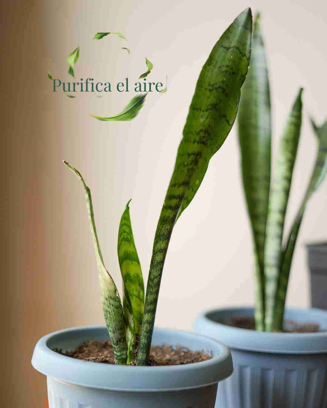 Planta Sansevieria saludable - miniatura 5