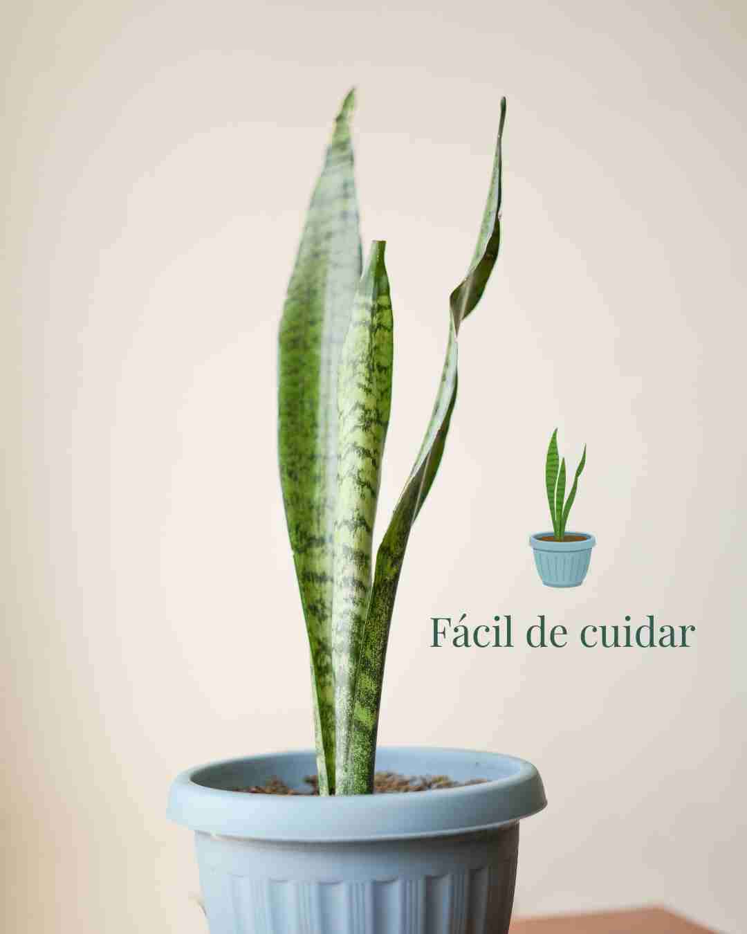 Planta Sansevieria saludable - miniatura 6