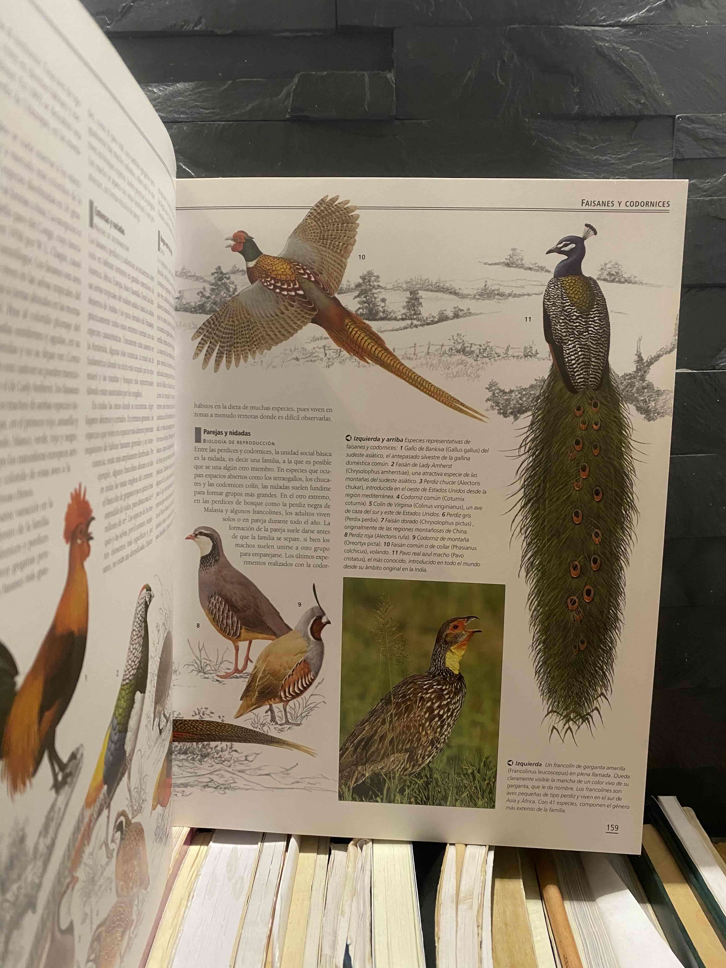 Enciclopedia Completa de las Aves - miniatura 2