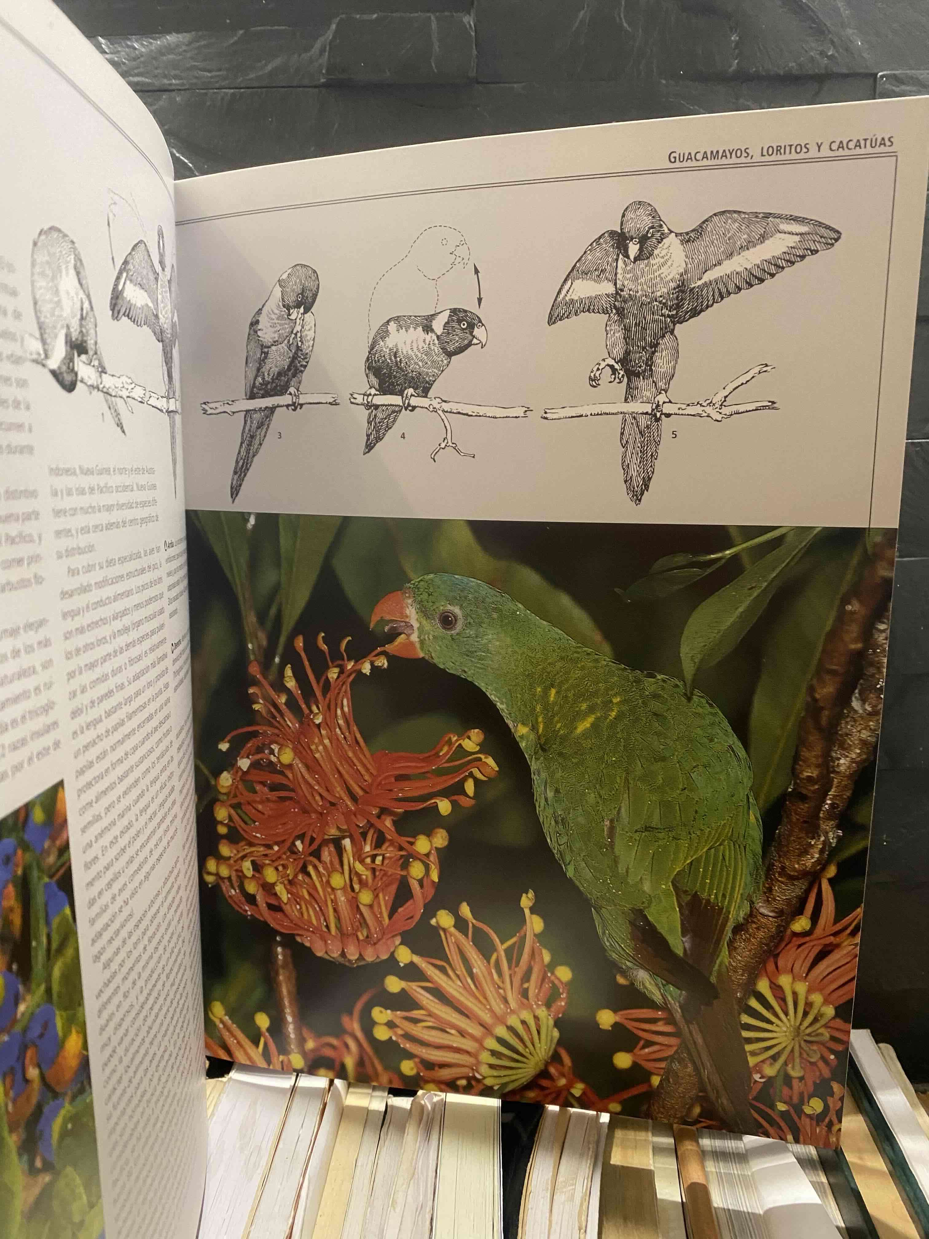 Enciclopedia Completa de las Aves - miniatura 3