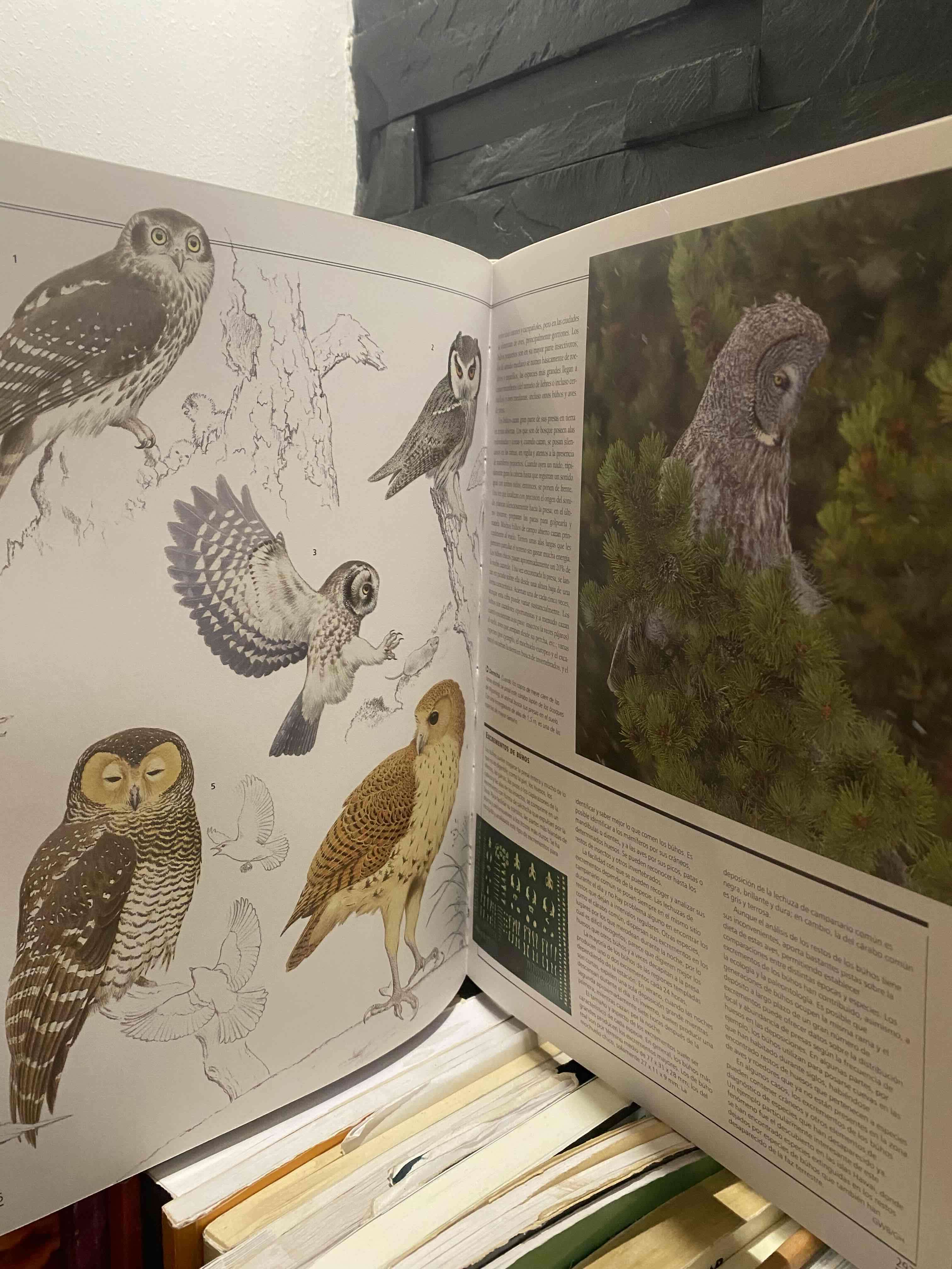 Enciclopedia Completa de las Aves - miniatura 4