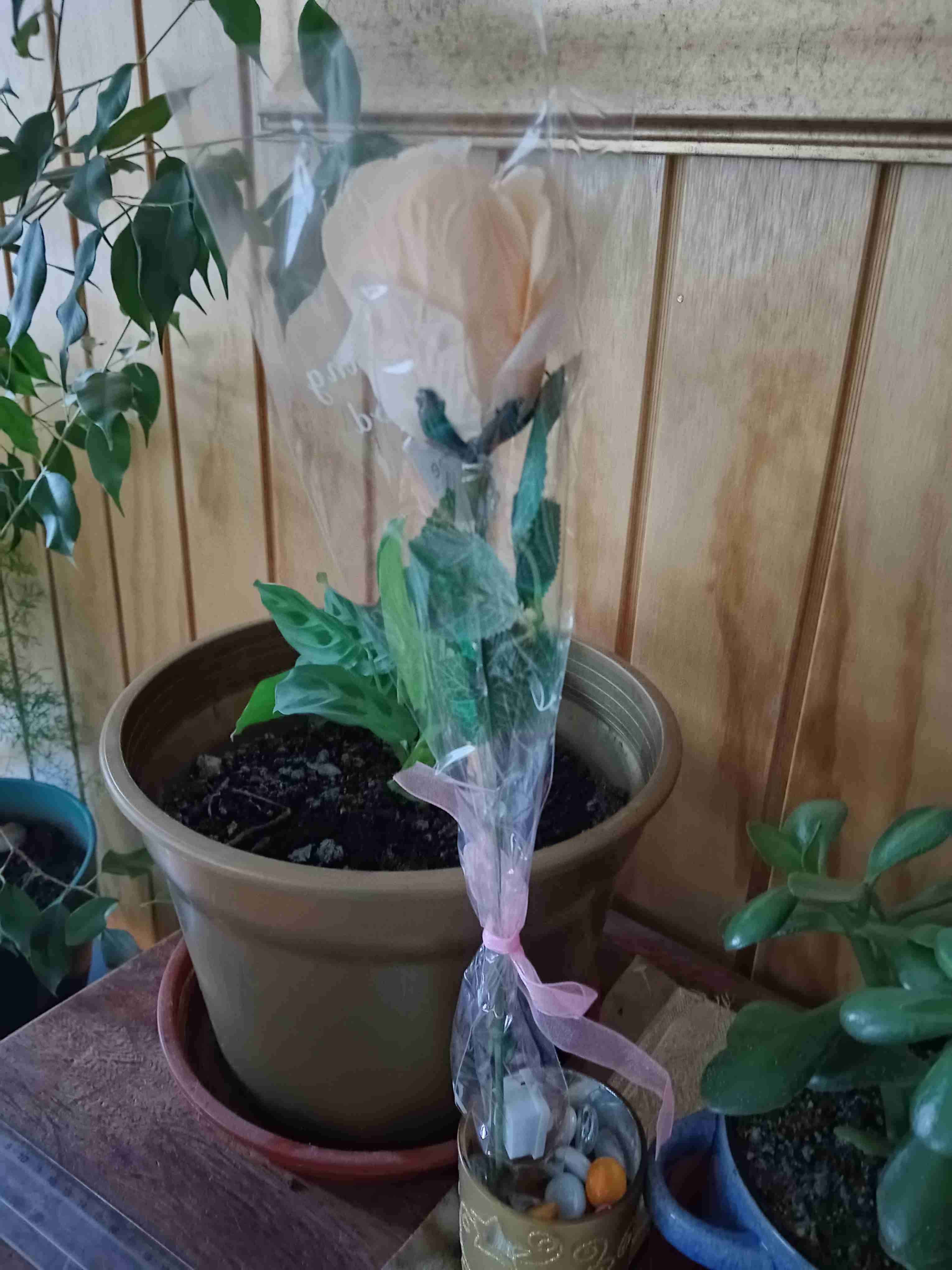 Rosa azul con luces LED - miniatura 3