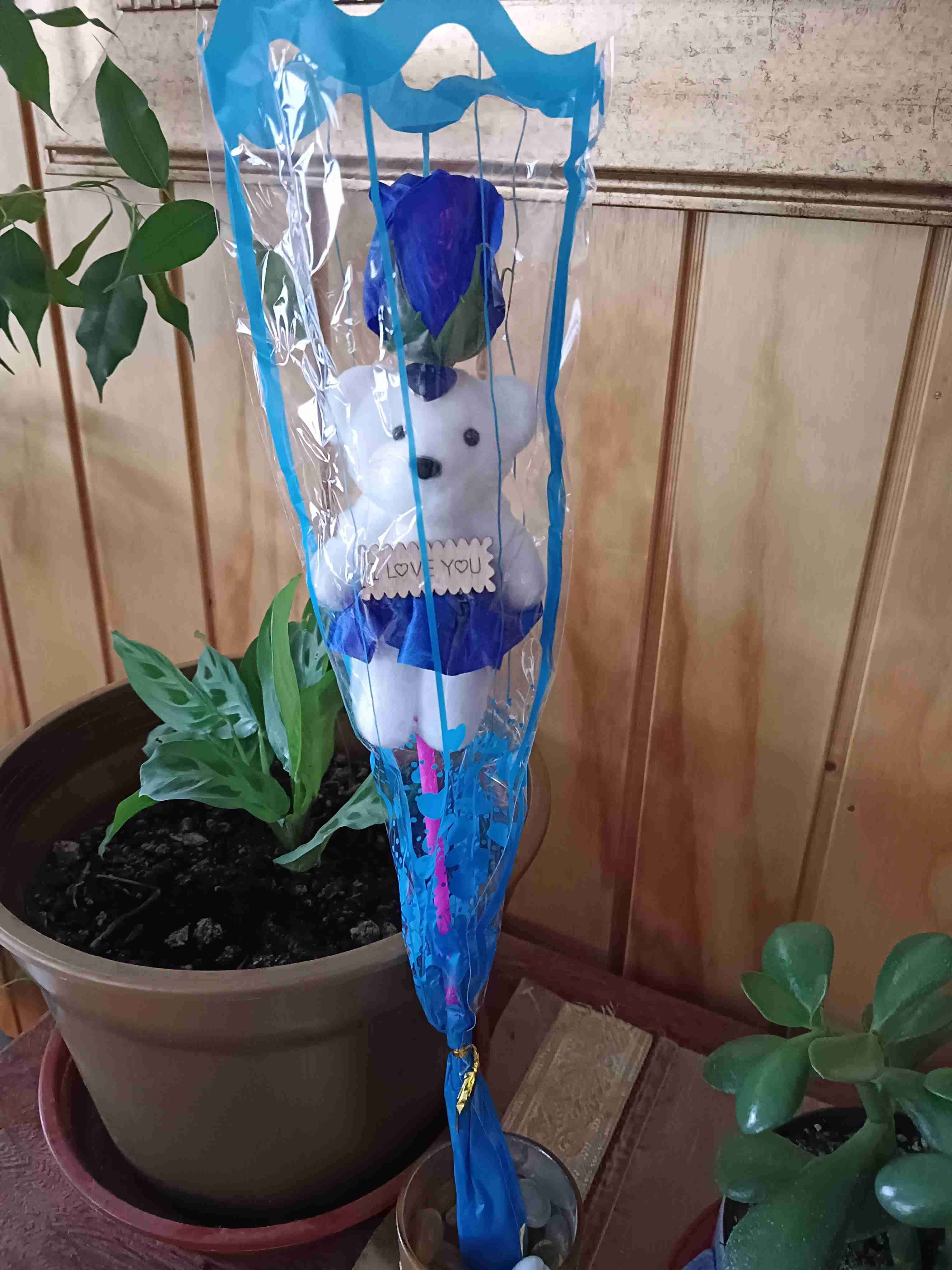 Rosa de osito - miniatura 4