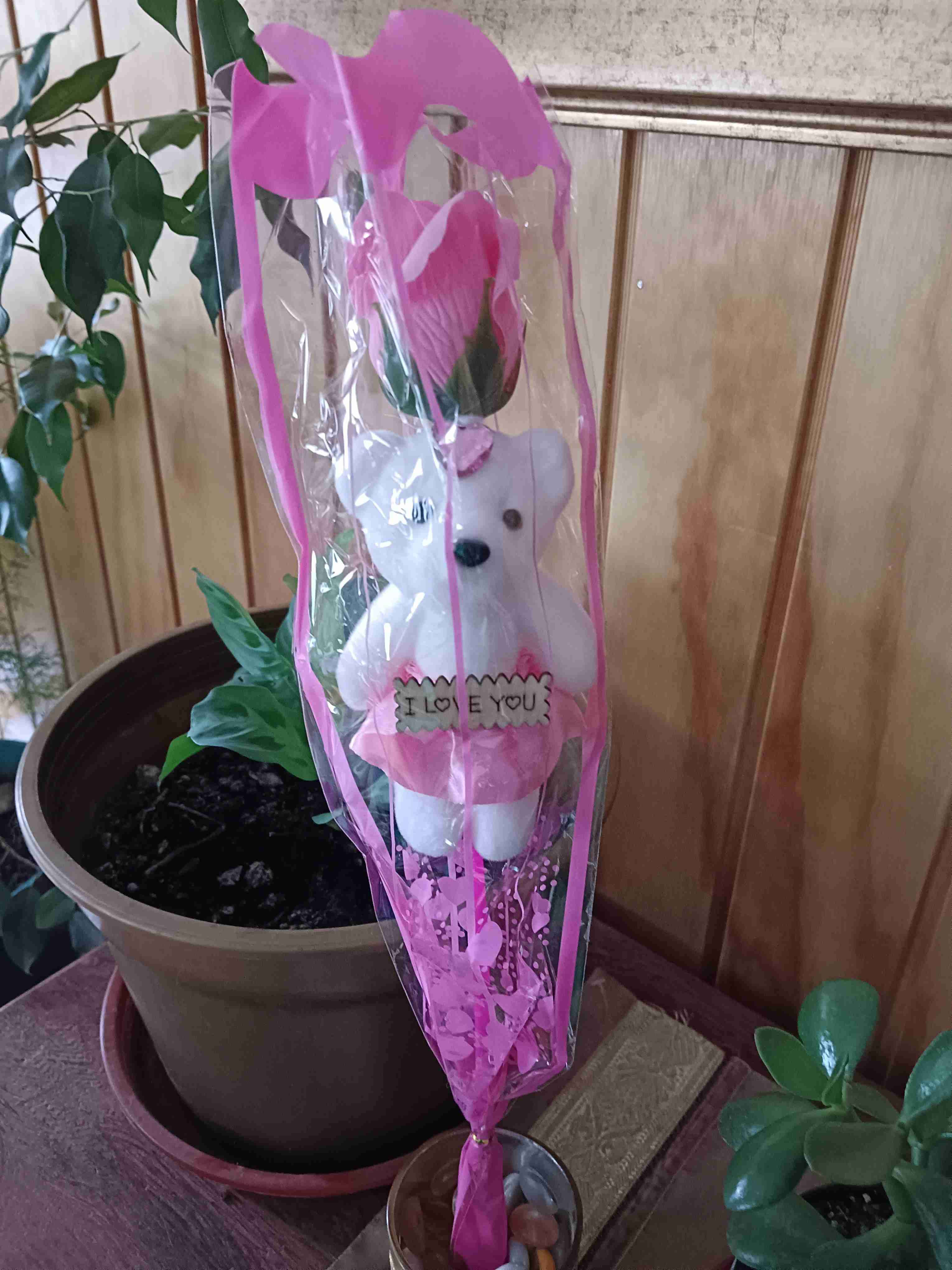 Rosa de osito - miniatura 5