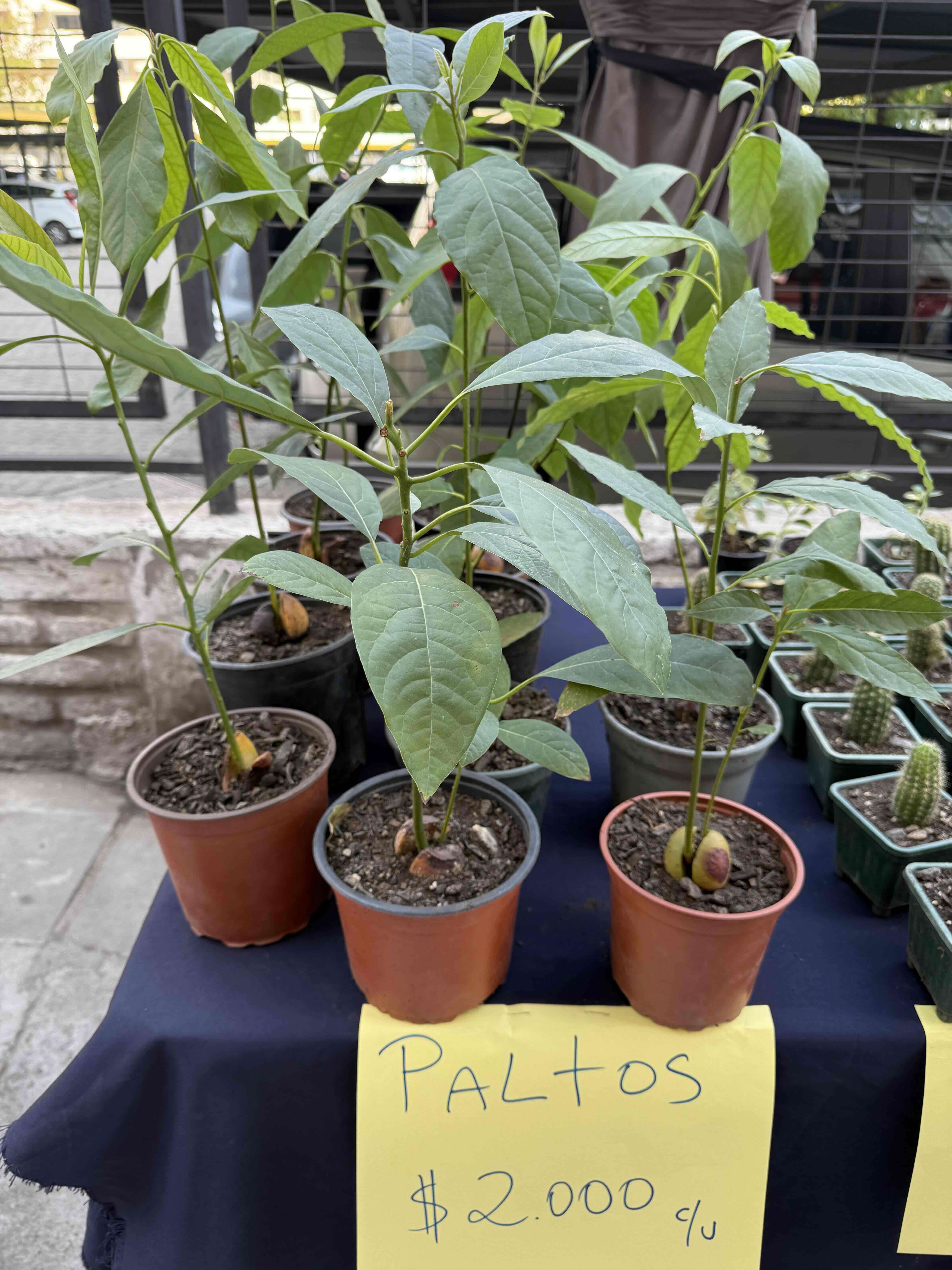 Plantas de palto en maceta