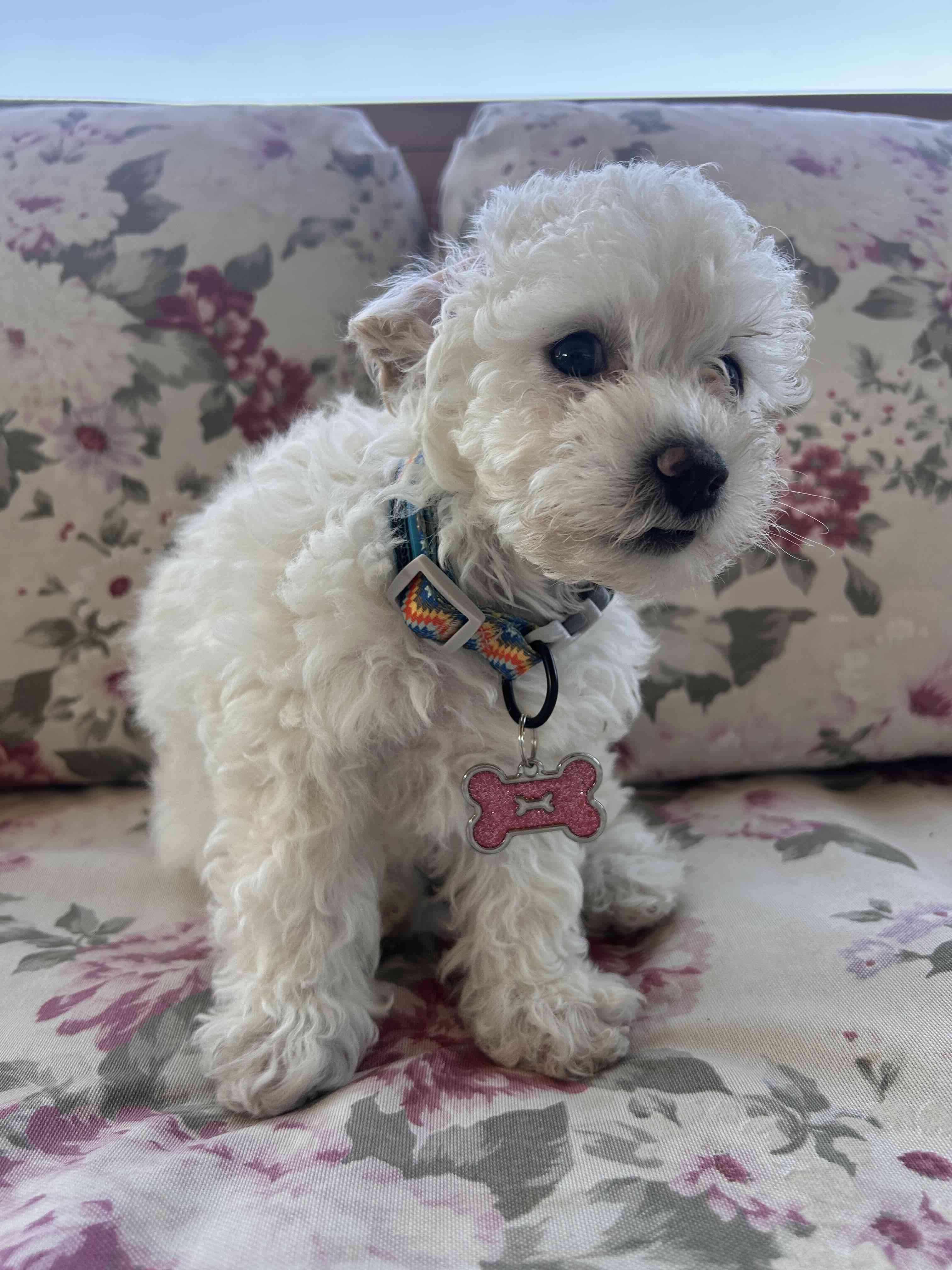 Placas de Identidad para Mascotas - miniatura 3