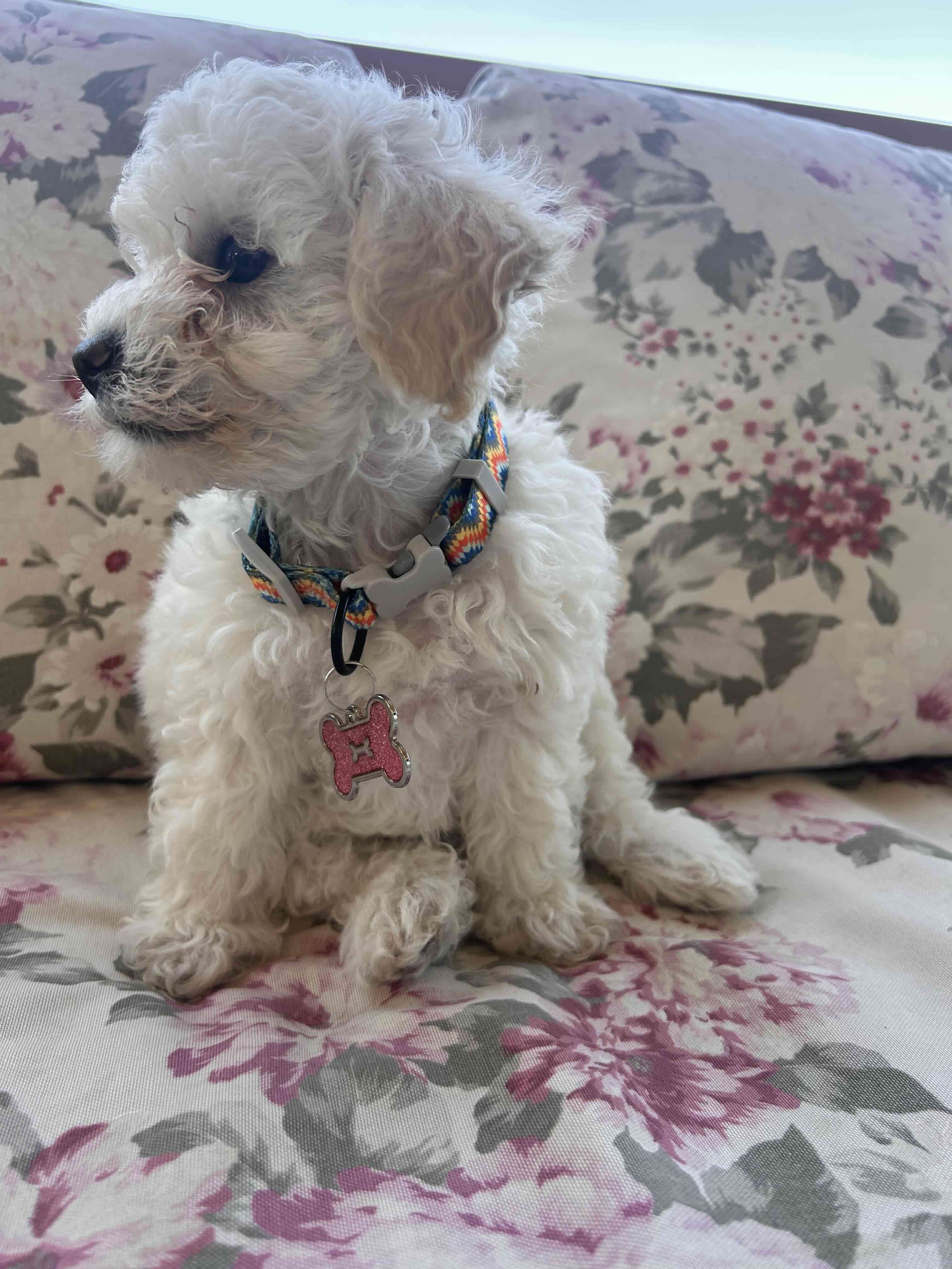 Placas de Identidad para Mascotas - miniatura 4