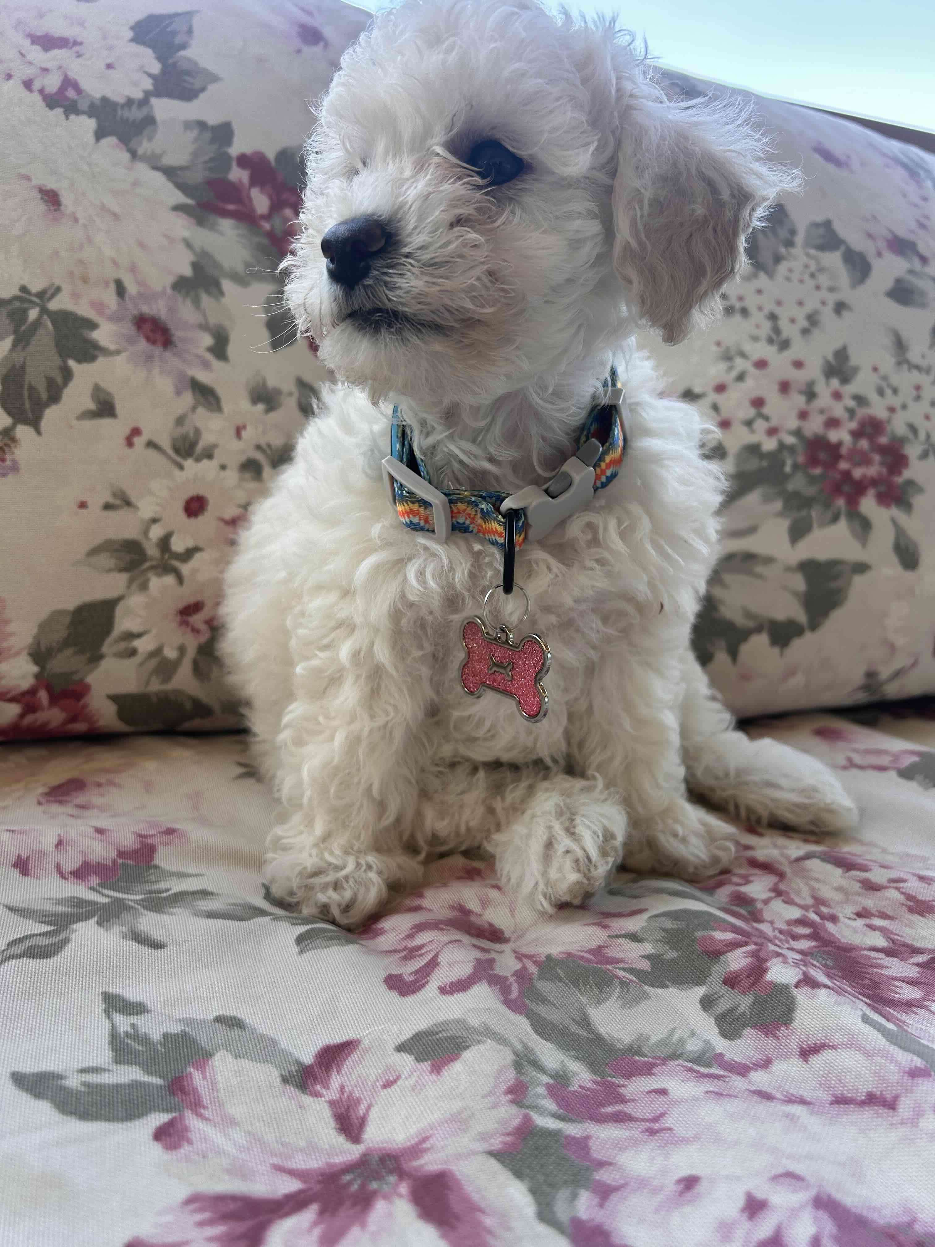 Placas de Identidad para Mascotas - miniatura 5