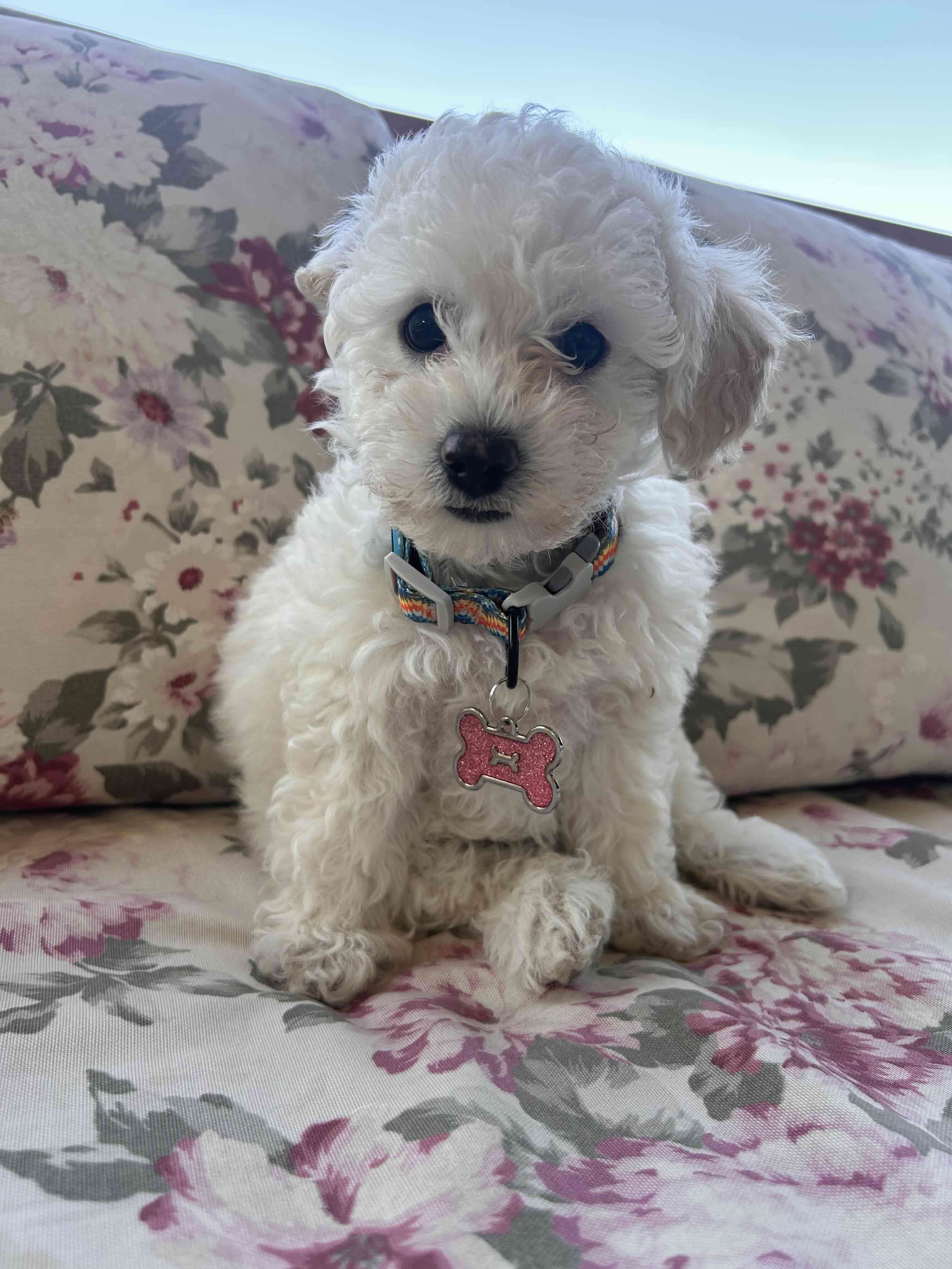 Placas de Identidad para Mascotas - miniatura 6