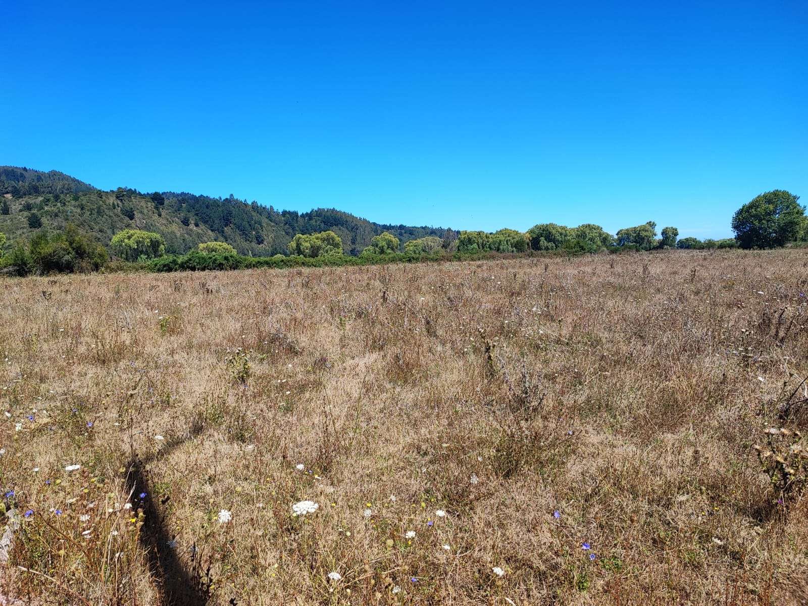 VENTA DE VEGA UBICADA EN TALCAMAVIDA, COBQUECURA. - miniatura 5
