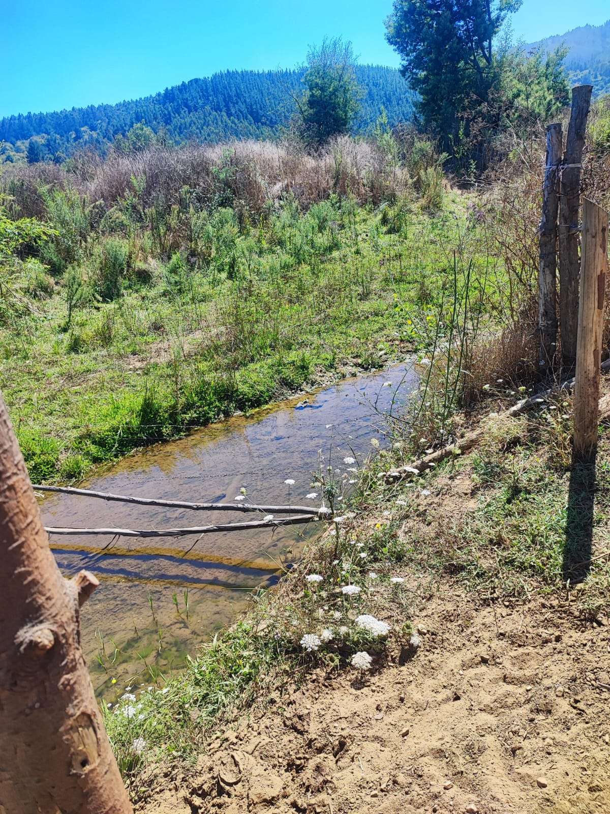 VENTA DE VEGA UBICADA EN TALCAMAVIDA, COBQUECURA. - miniatura 6