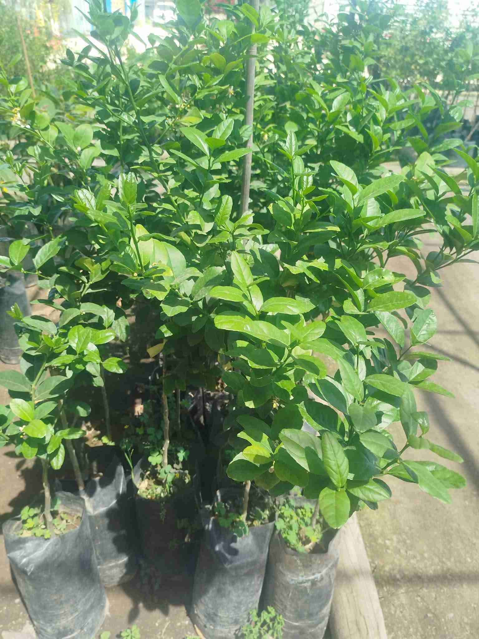 Árboles frutales y cítricos - miniatura 1