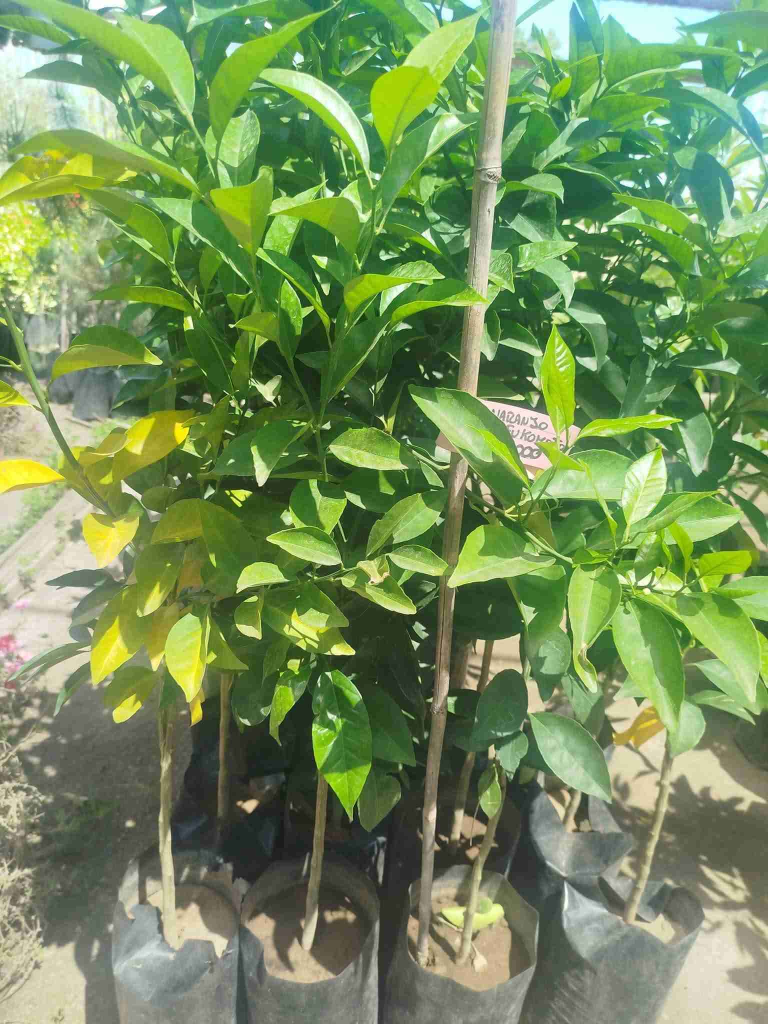 Árboles frutales y cítricos - miniatura 2