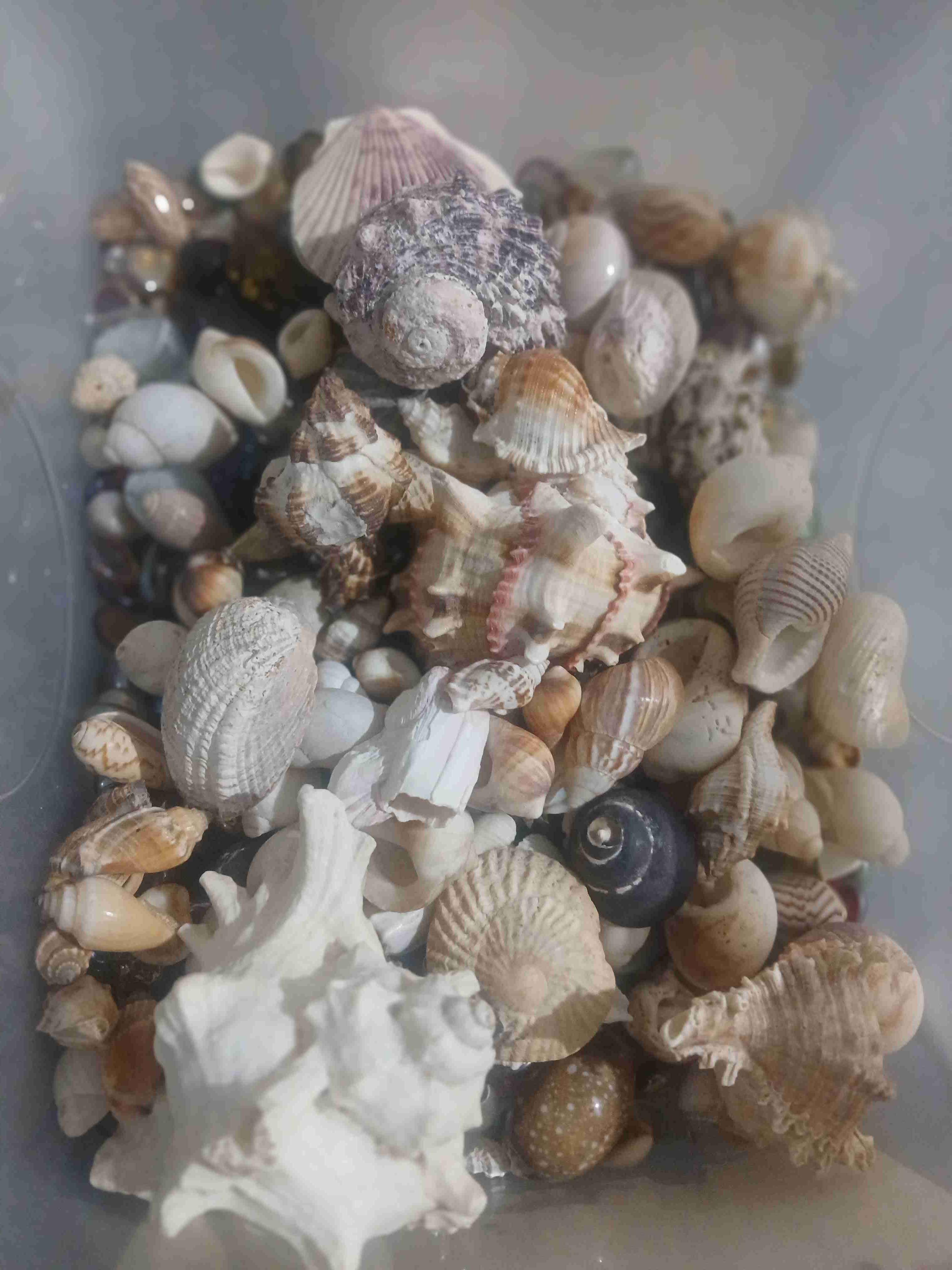 Colección de conchas marinas - miniatura 2