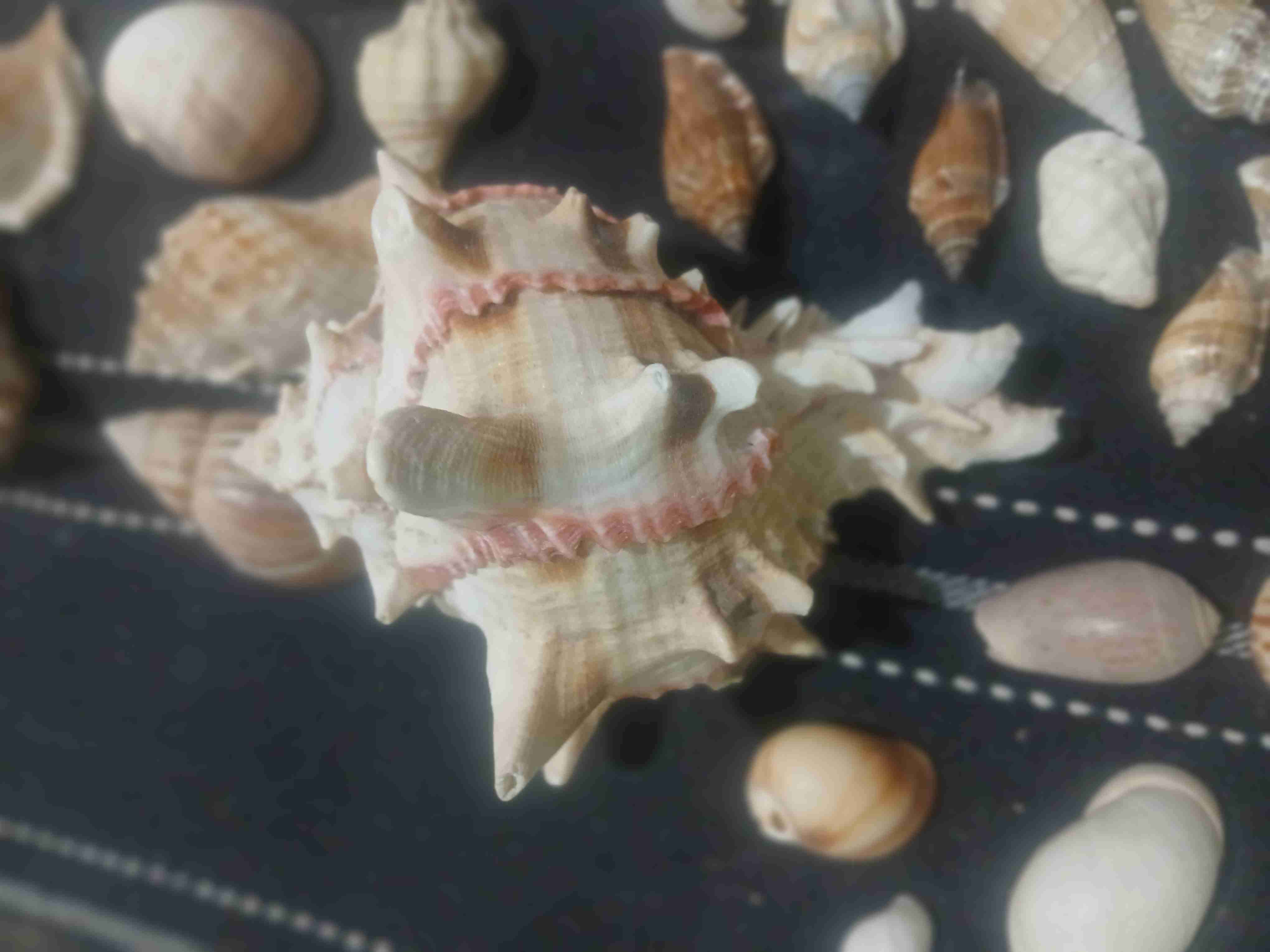 Colección de conchas marinas - miniatura 3