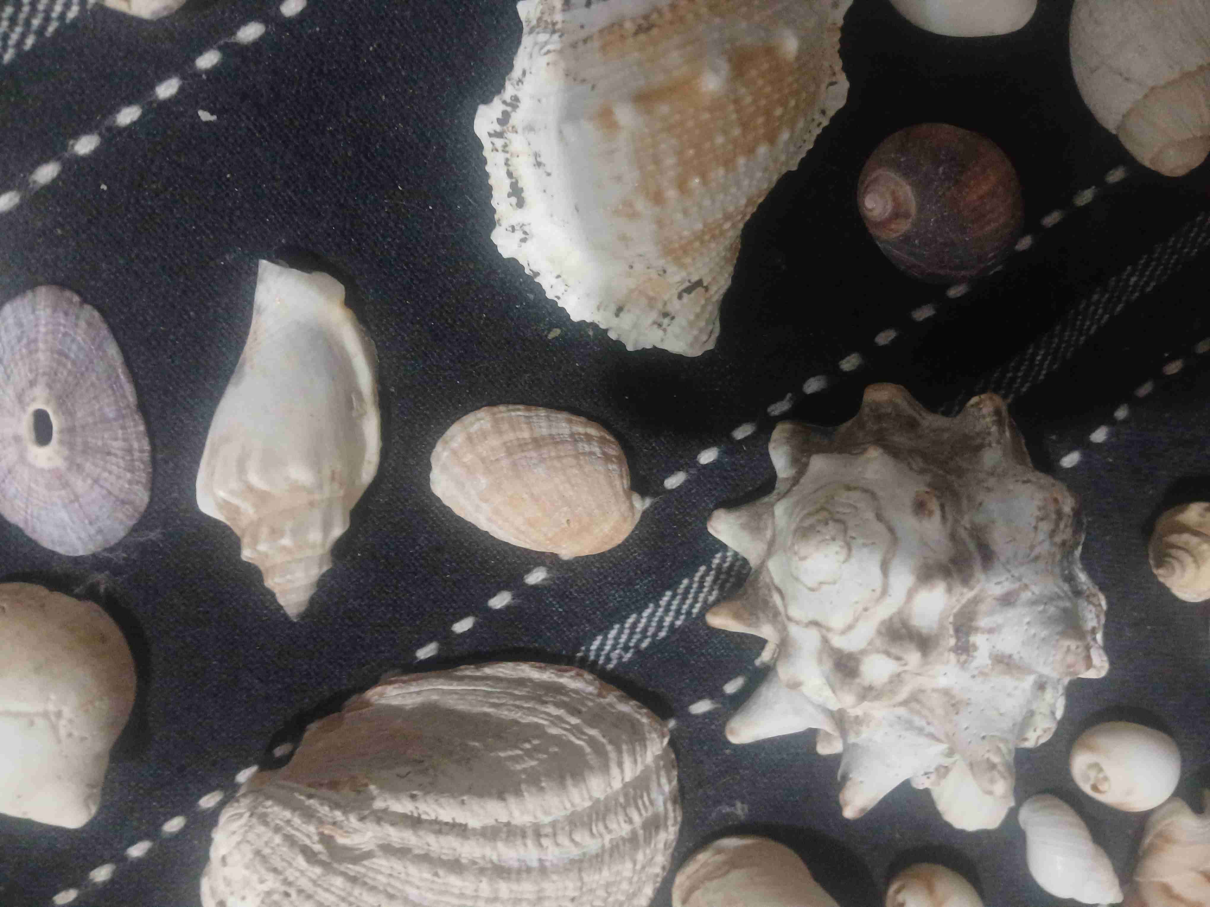 Colección de conchas marinas - miniatura 4