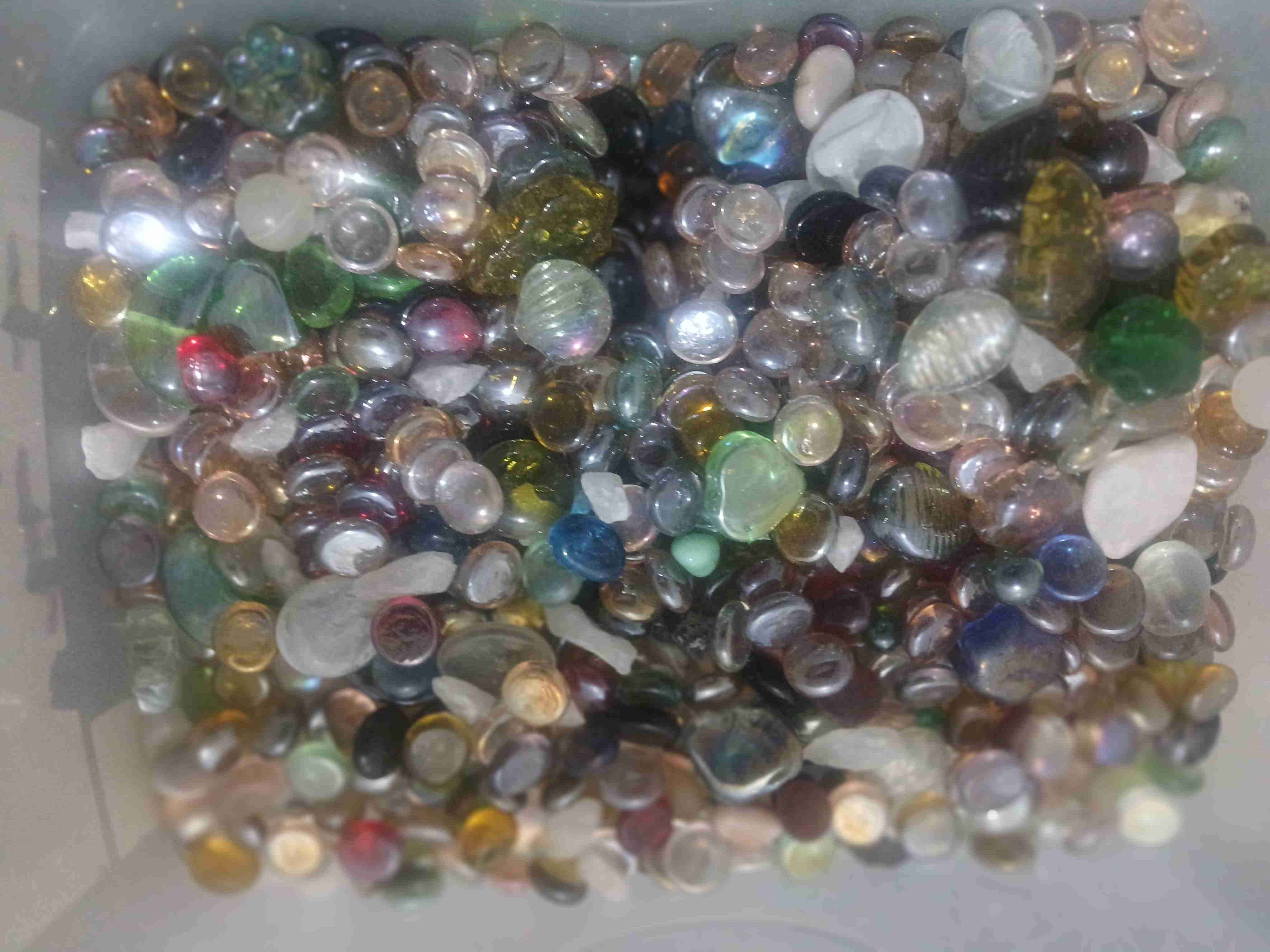 Colección de conchas marinas - miniatura 5