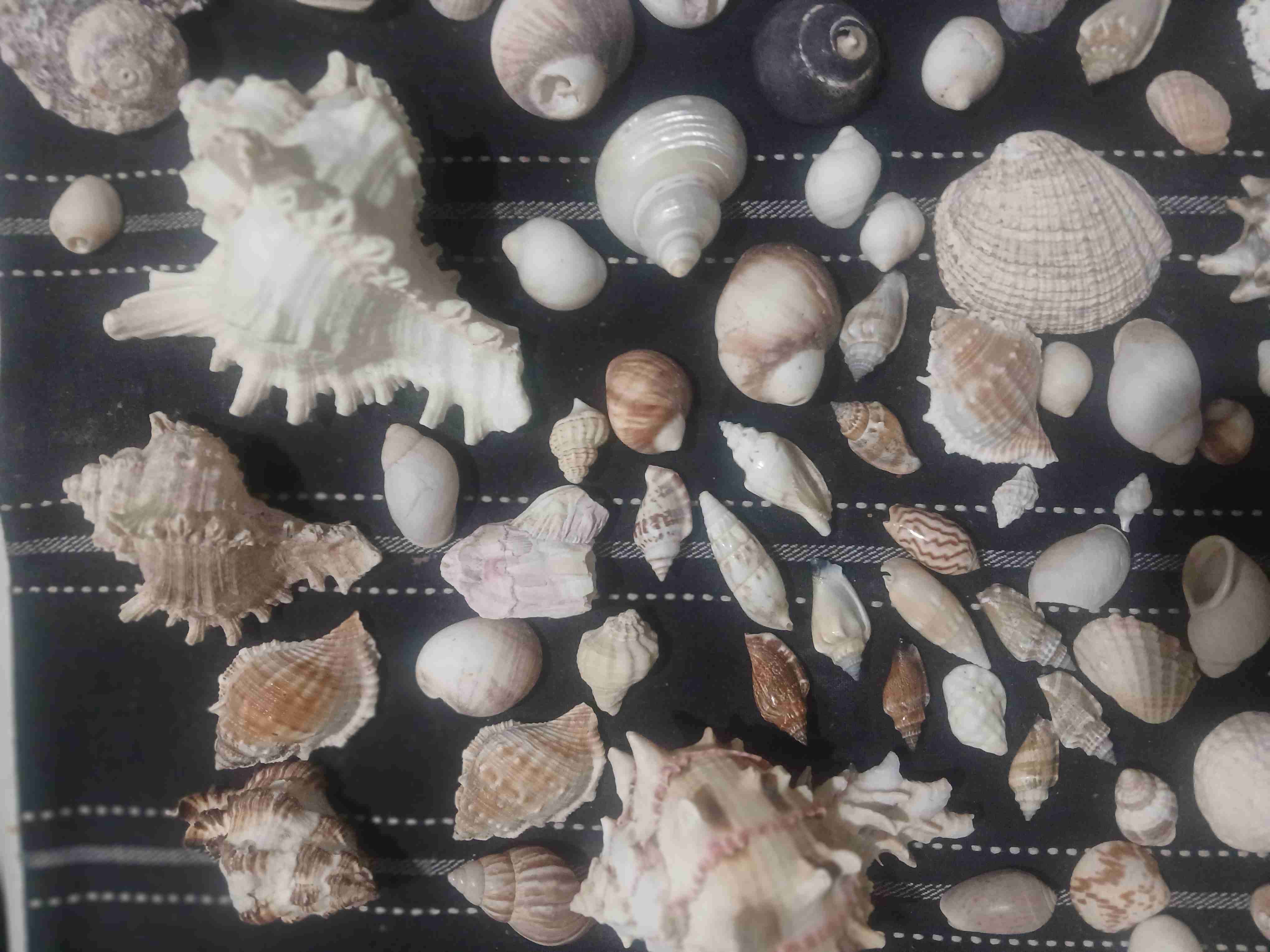 Colección de conchas marinas - miniatura 6