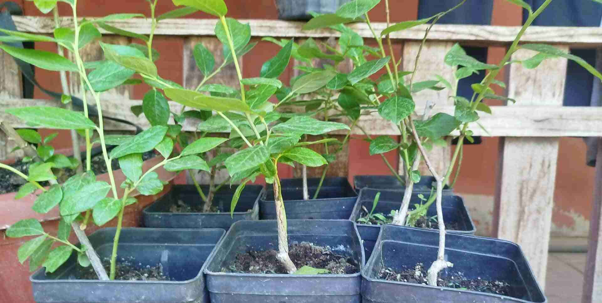 Plantas de arándanos - miniatura 1