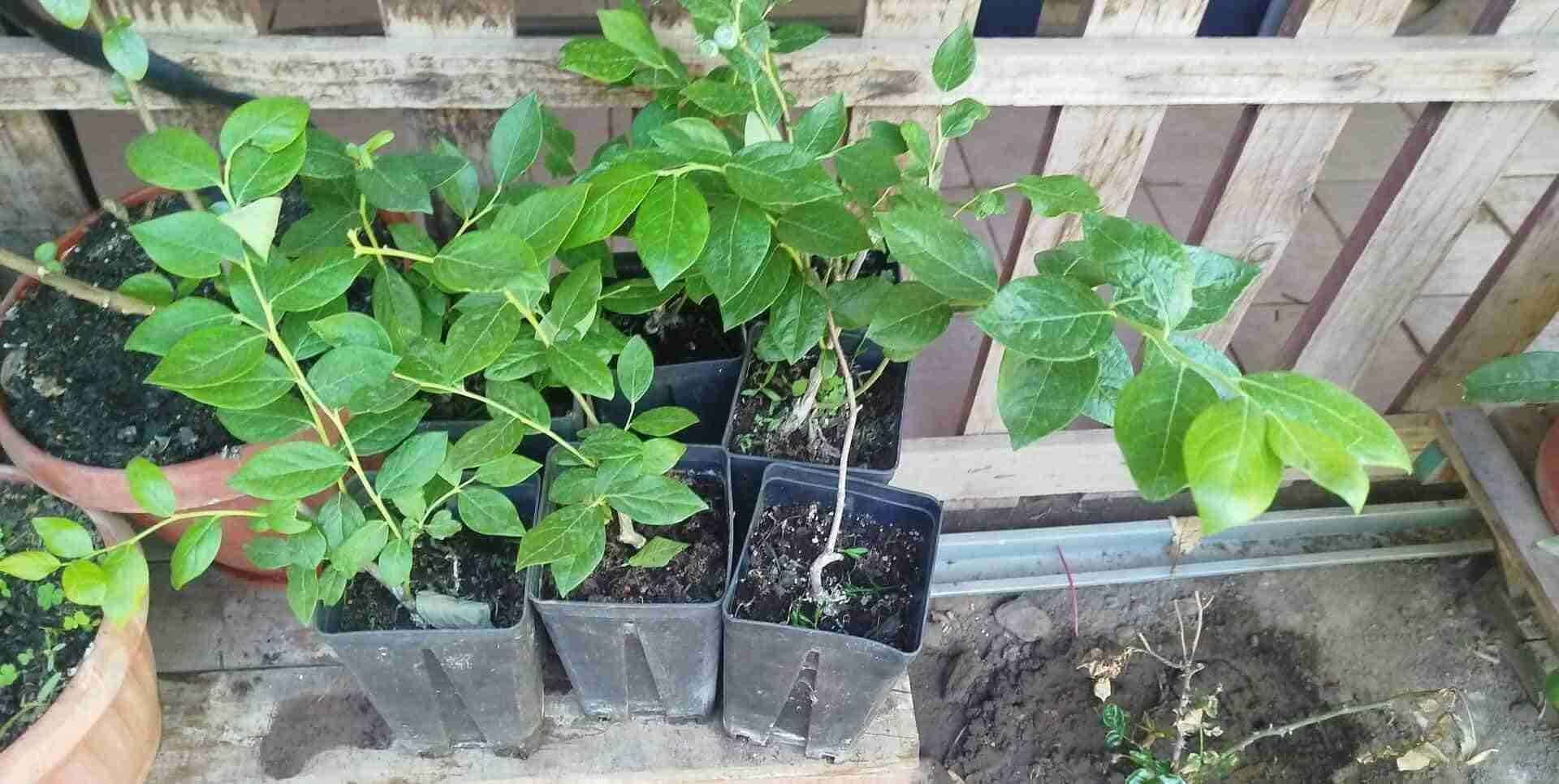 Plantas de arándanos - miniatura 2