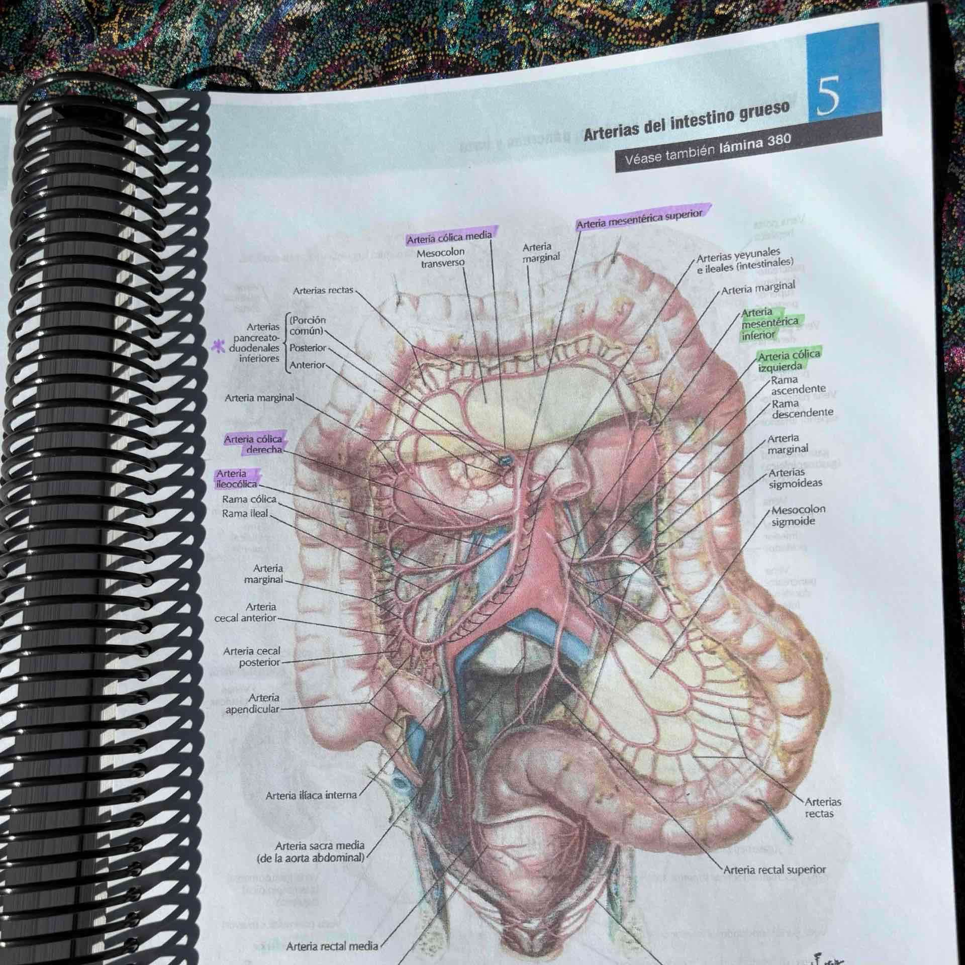 Atlas de Anatomía Humana Netter 7ma Edición - miniatura 3