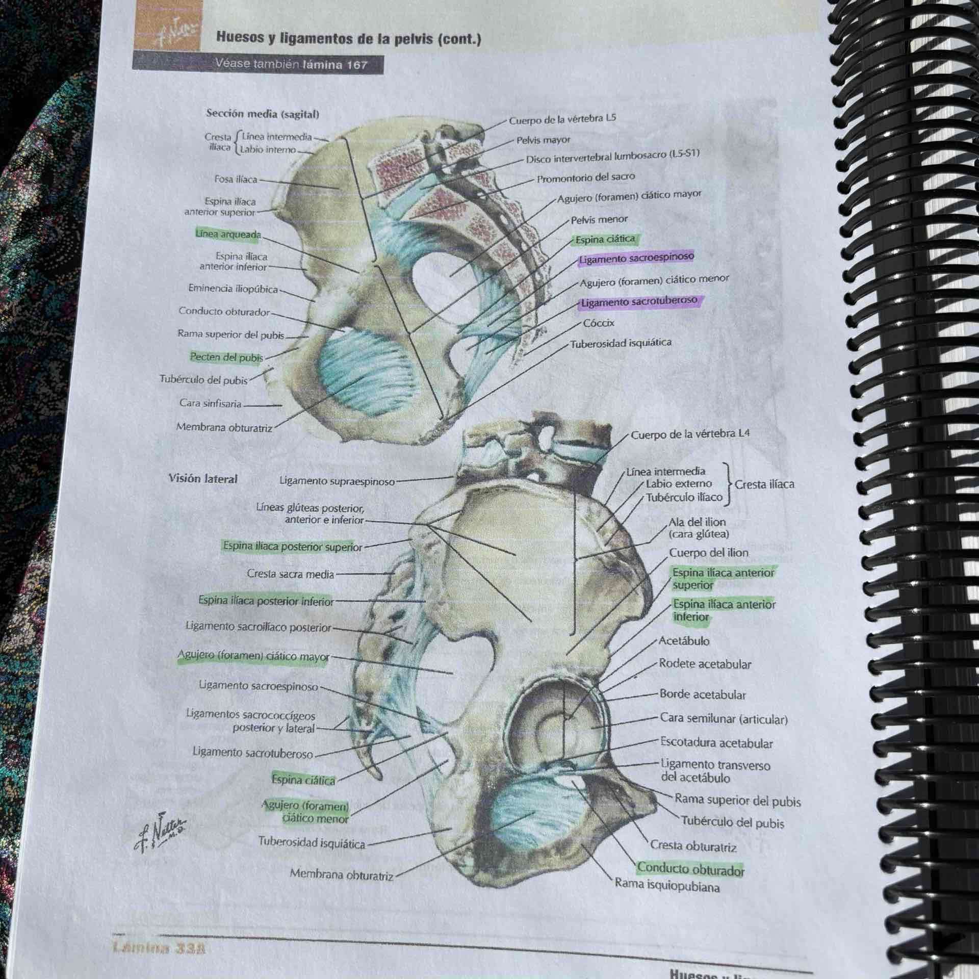 Atlas de Anatomía Humana Netter 7ma Edición - miniatura 4