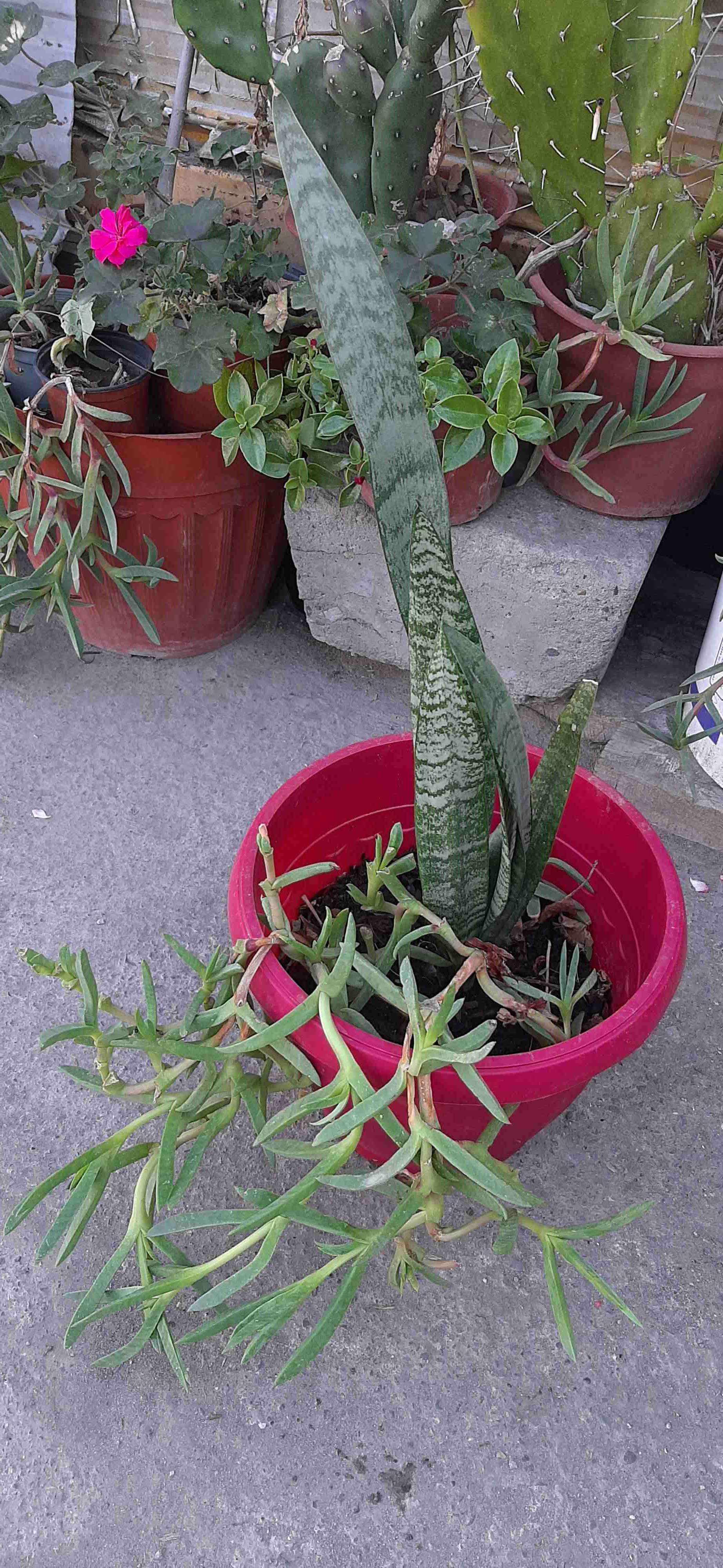 Planta doble: lengua de suegra y doca