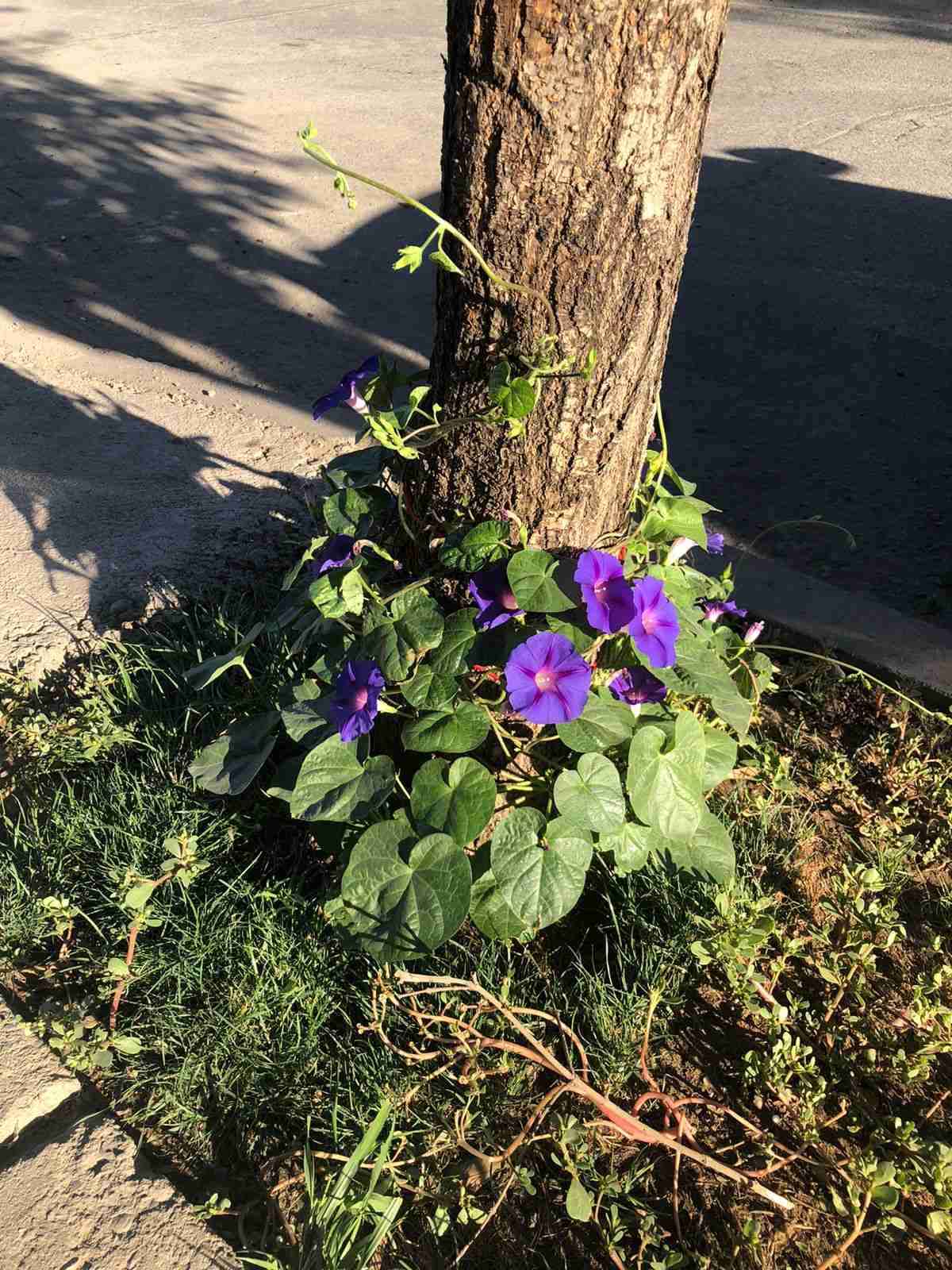 Semillas de Gloria de la mañana - miniatura 1