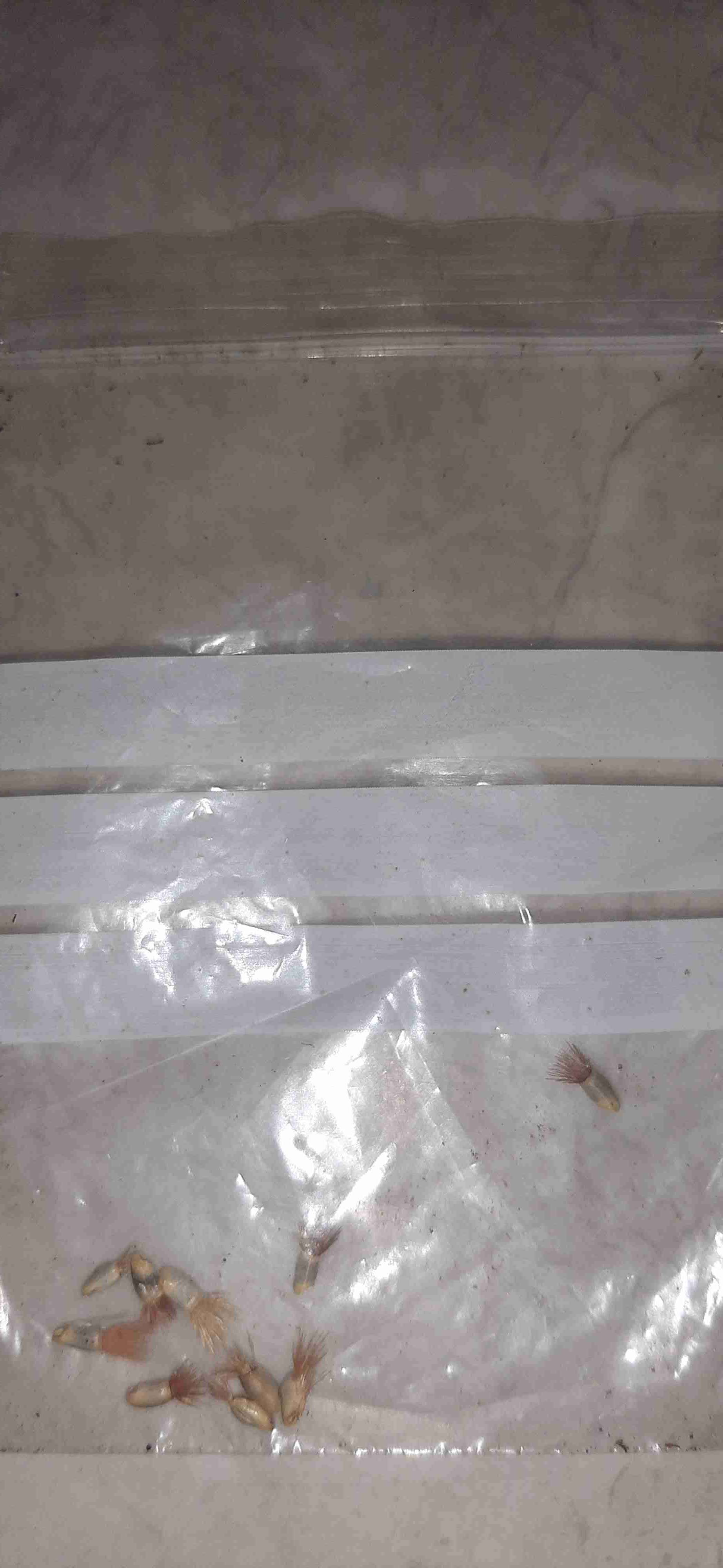 Semillas de Centaurea - miniatura 2