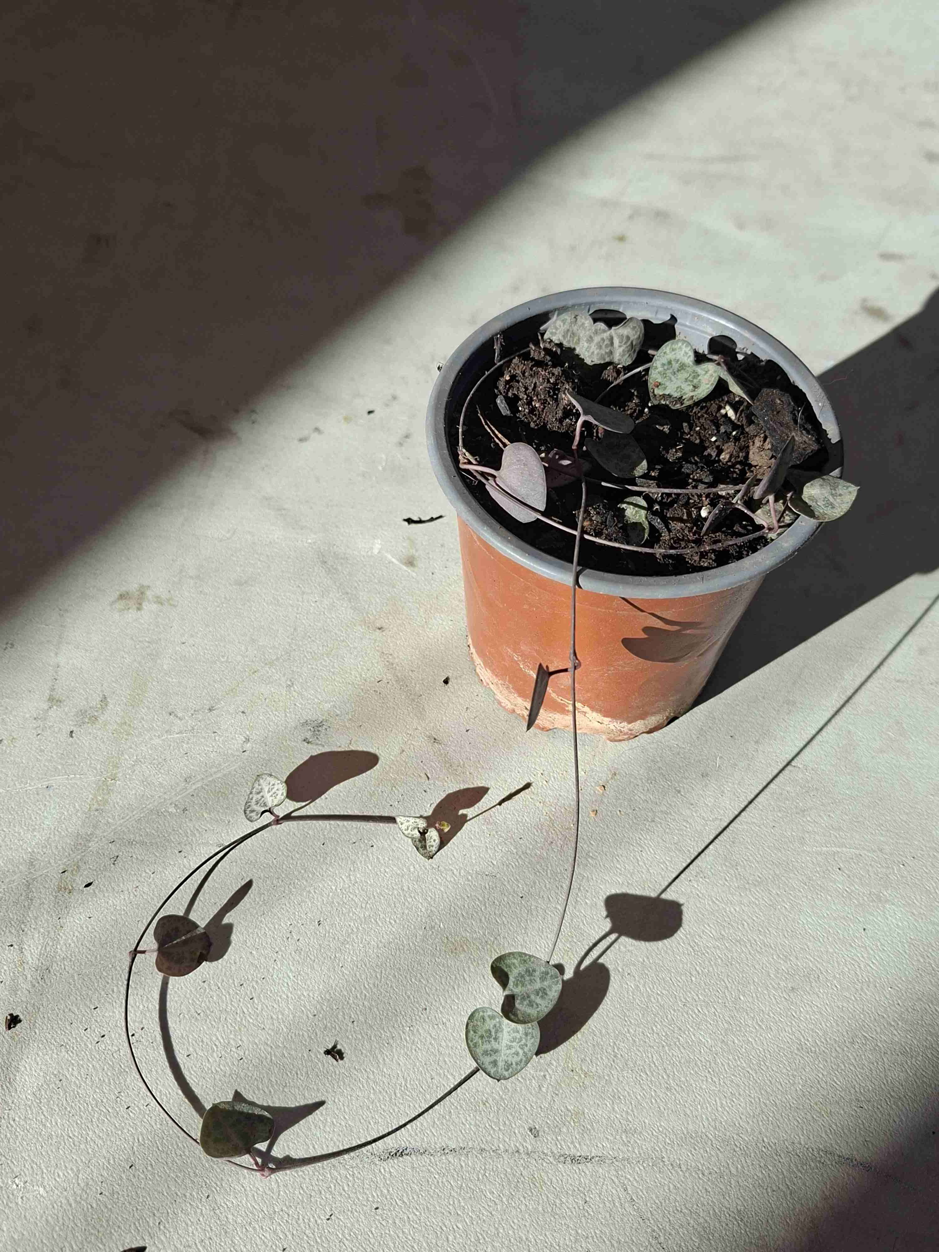 Ceropegia woodii - miniatura 1