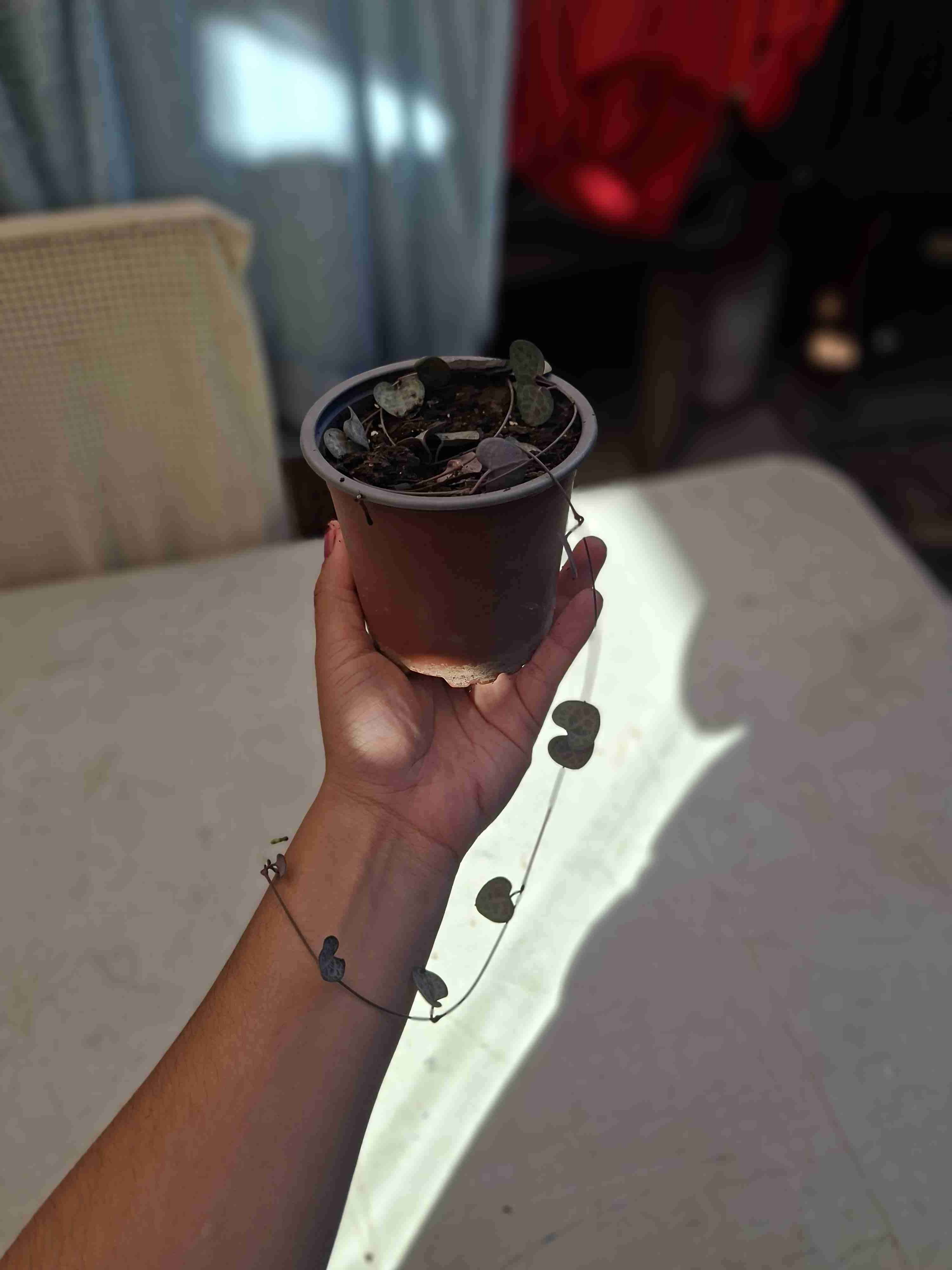 Ceropegia woodii - miniatura 2