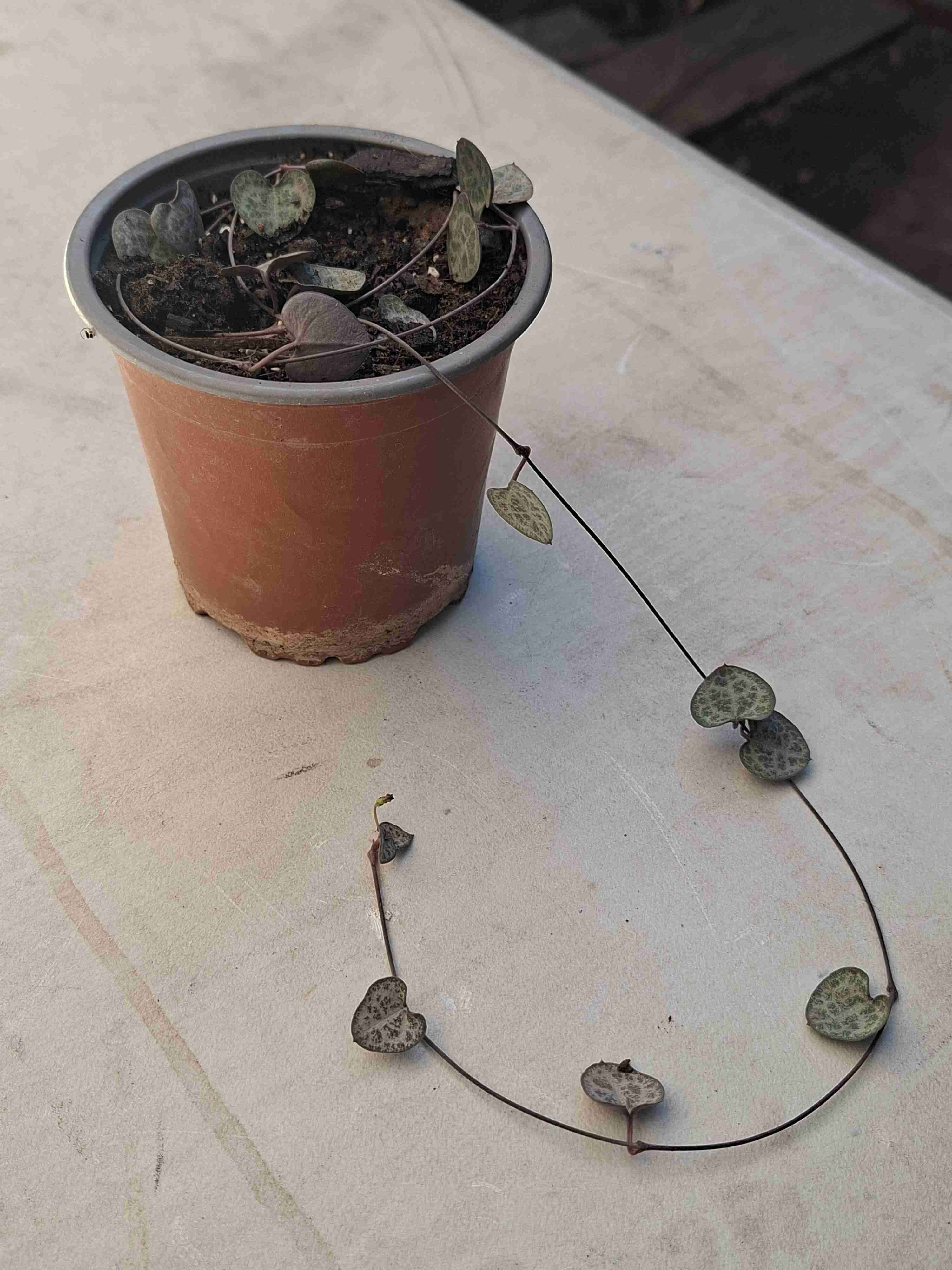 Ceropegia woodii - miniatura 3