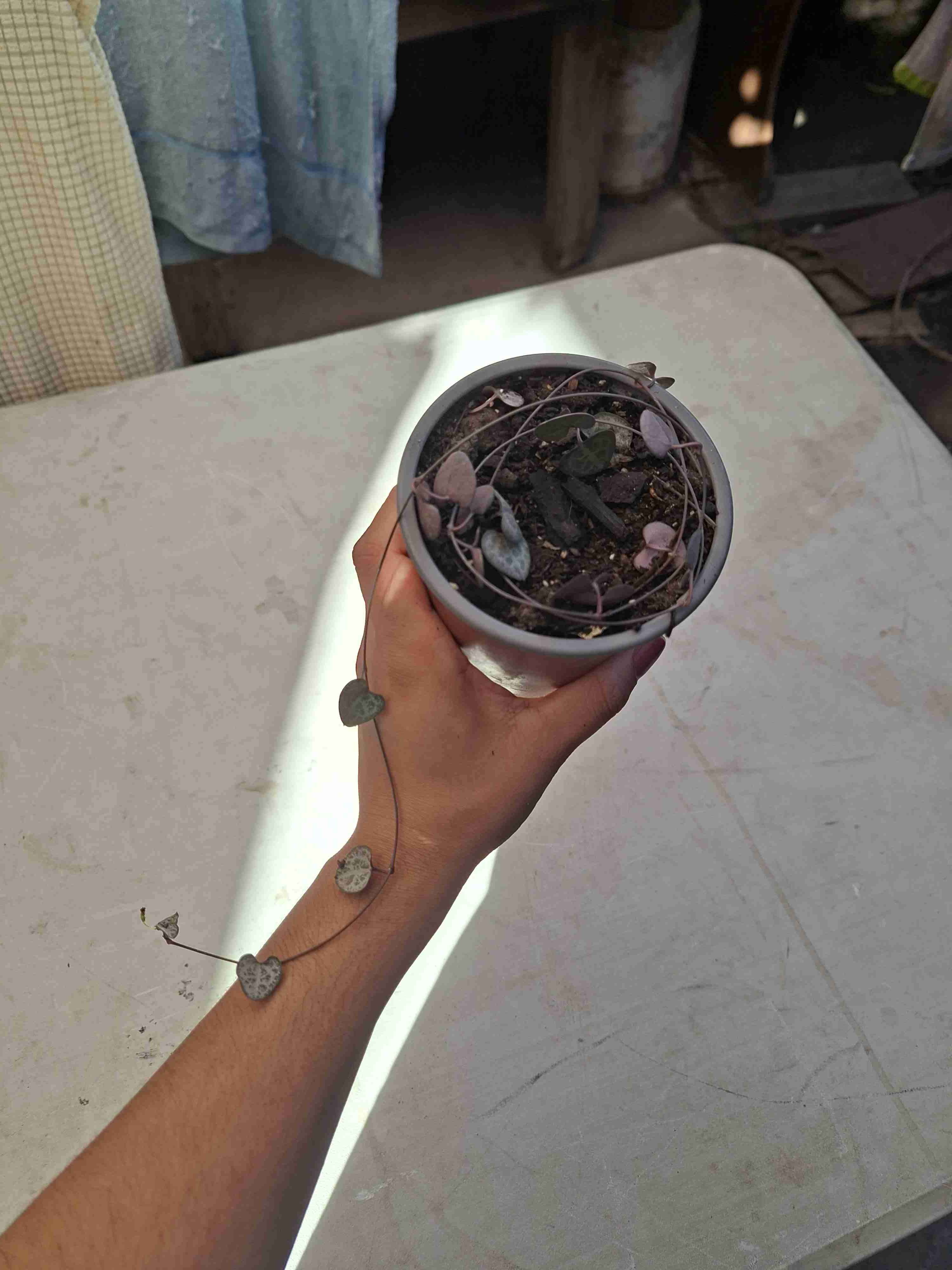 Ceropegia woodii - miniatura 4