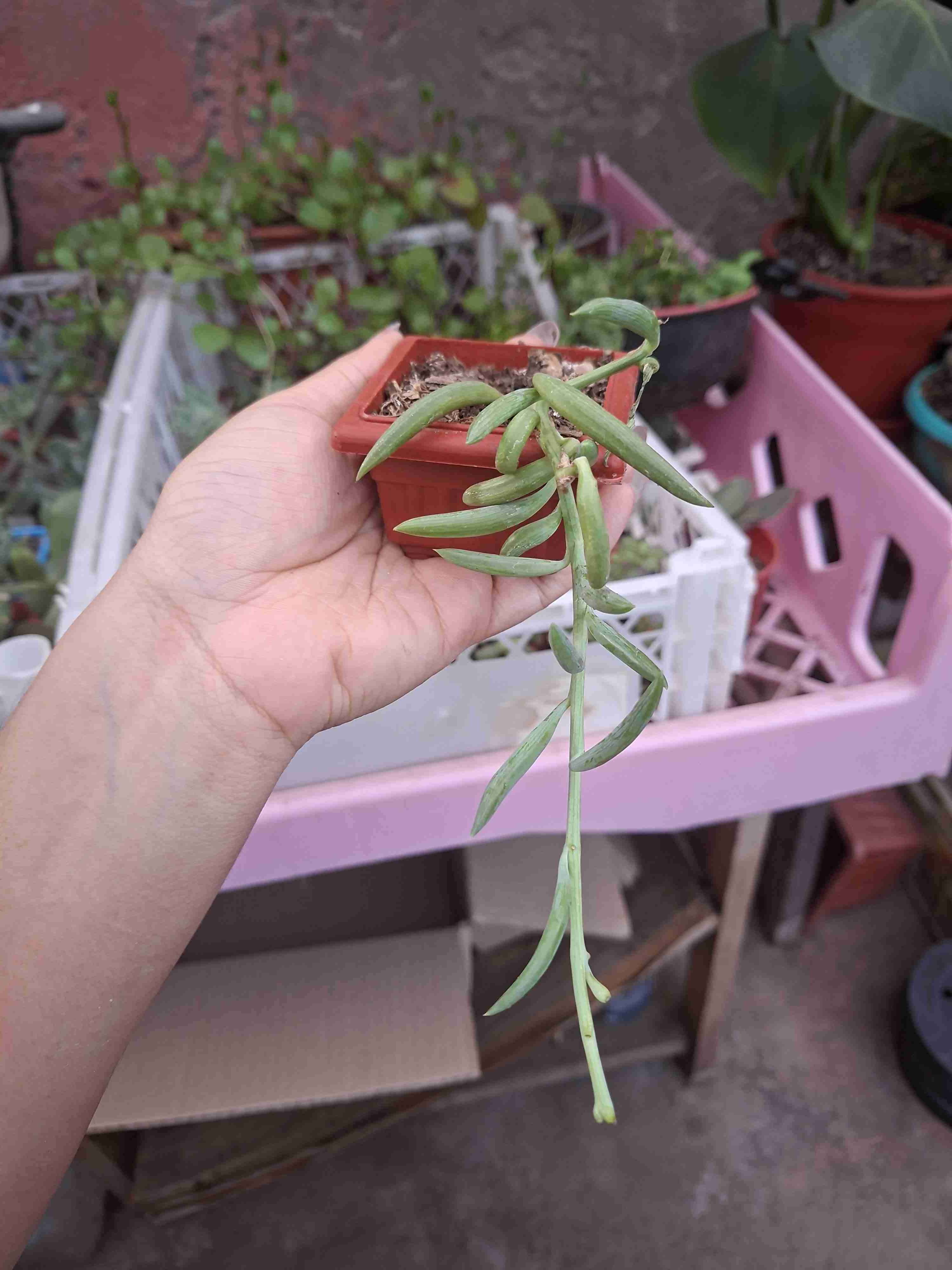 Suculenta plantano en maceta pequeña