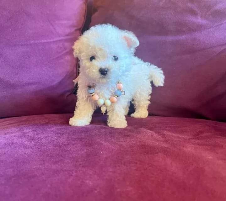 poodle micro toy - miniatura 1