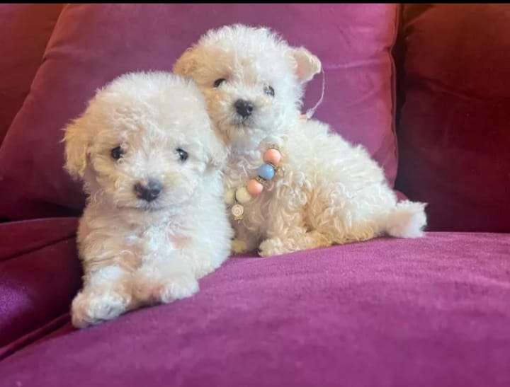 poodle micro toy - miniatura 3