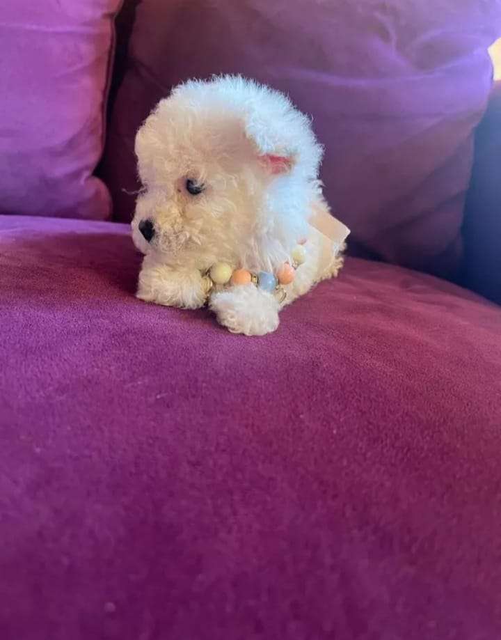 poodle micro toy - miniatura 4