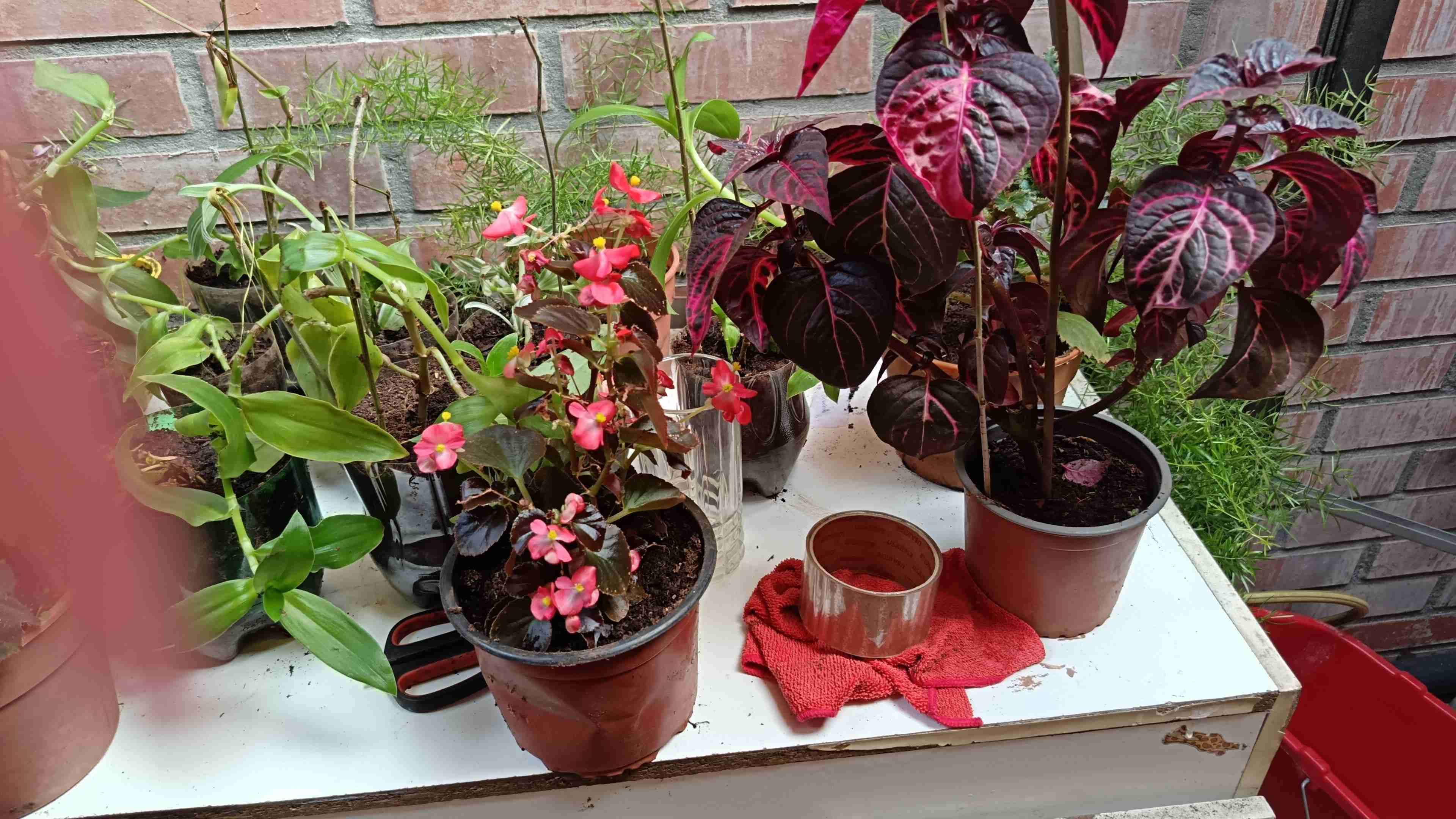 Plantas decorativas en maceta