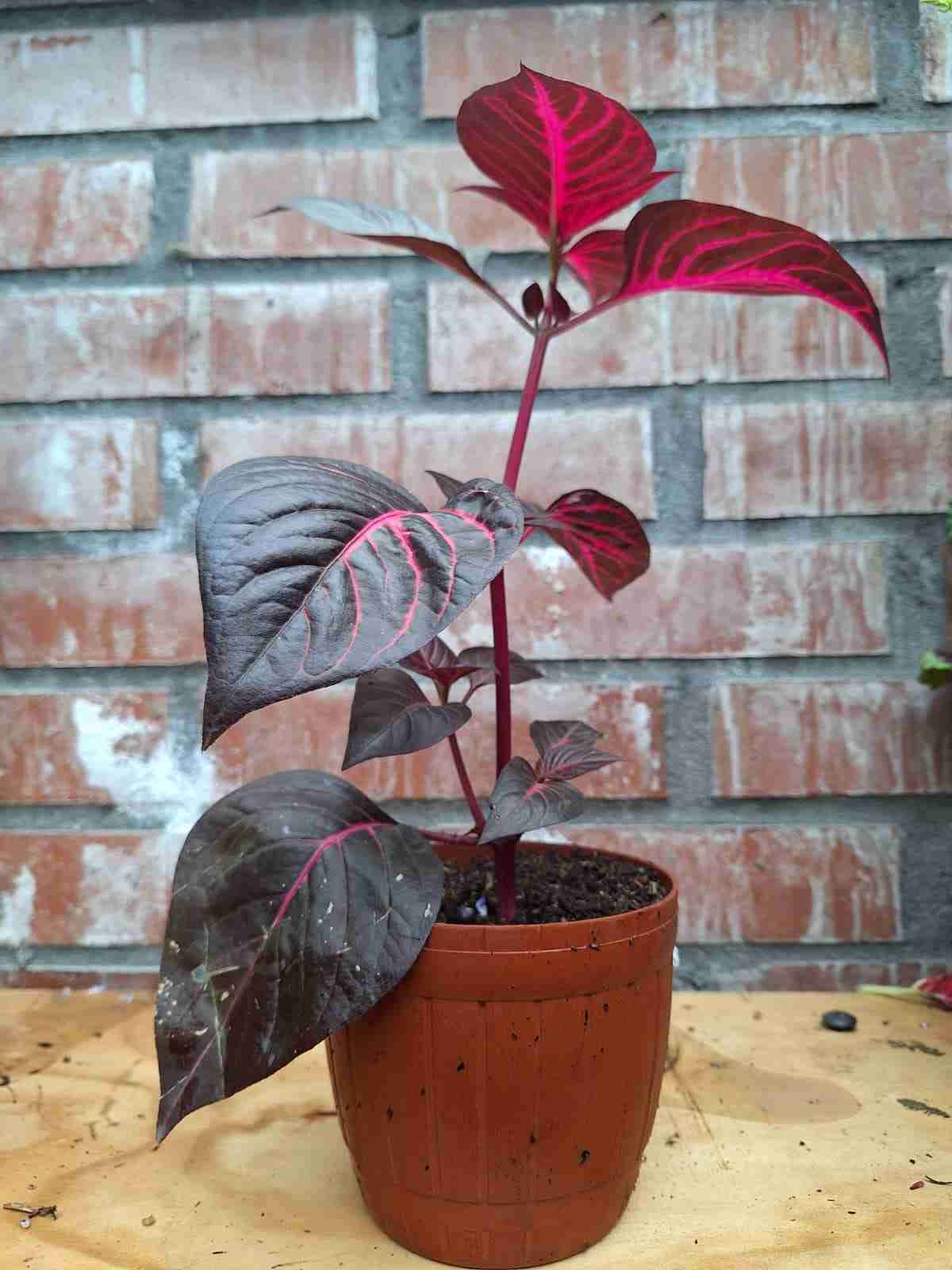 Plantas decorativas en maceta - miniatura 2