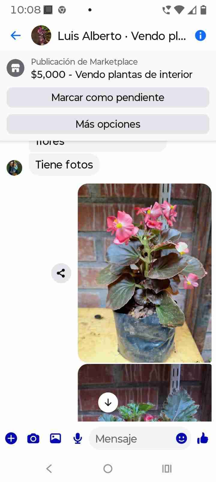 Plantas decorativas en maceta - miniatura 3