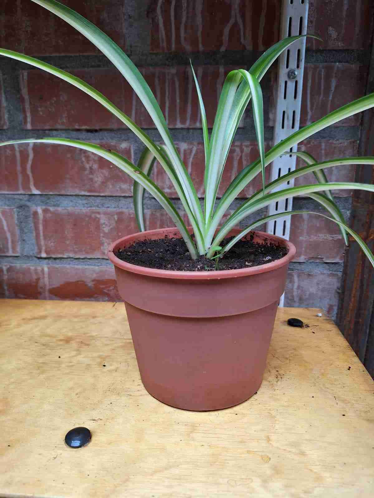 Plantas decorativas en maceta - miniatura 5