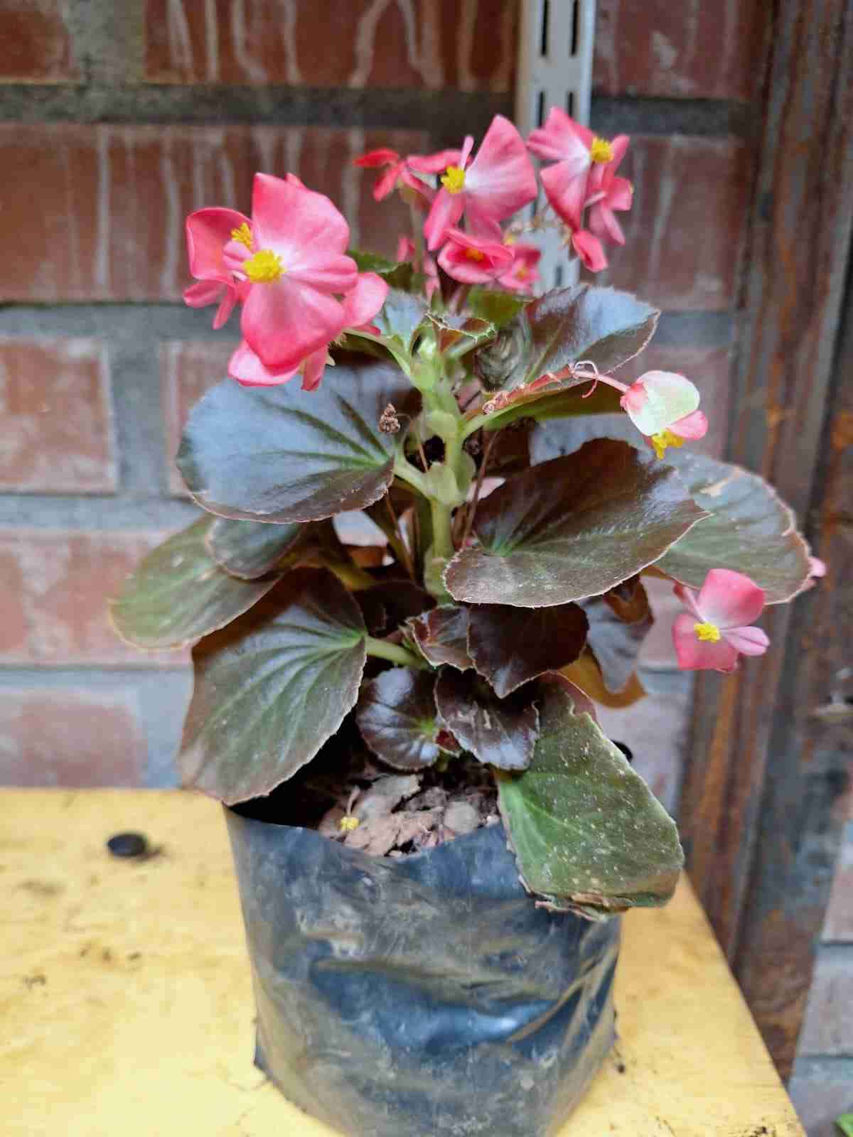 Plantas decorativas en maceta - miniatura 6