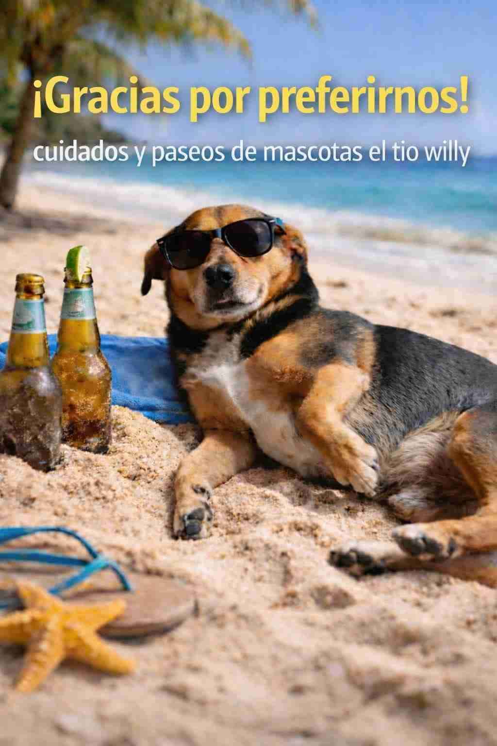 Servicios de cuidado de mascotas - miniatura 2