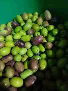Aceitunas para preparar - miniatura 1