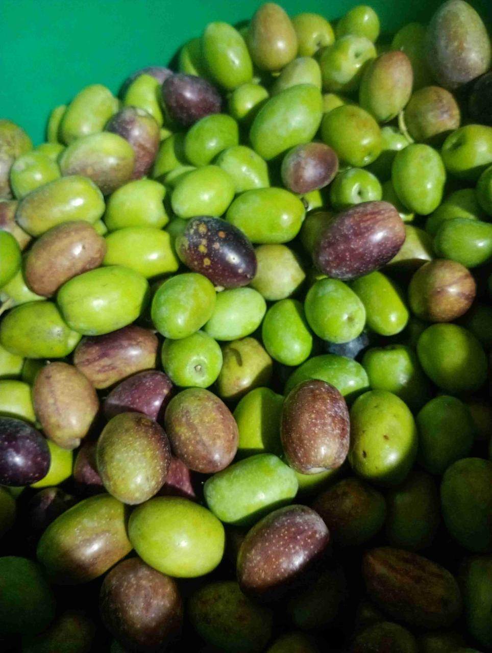 Aceitunas para preparar - miniatura 2